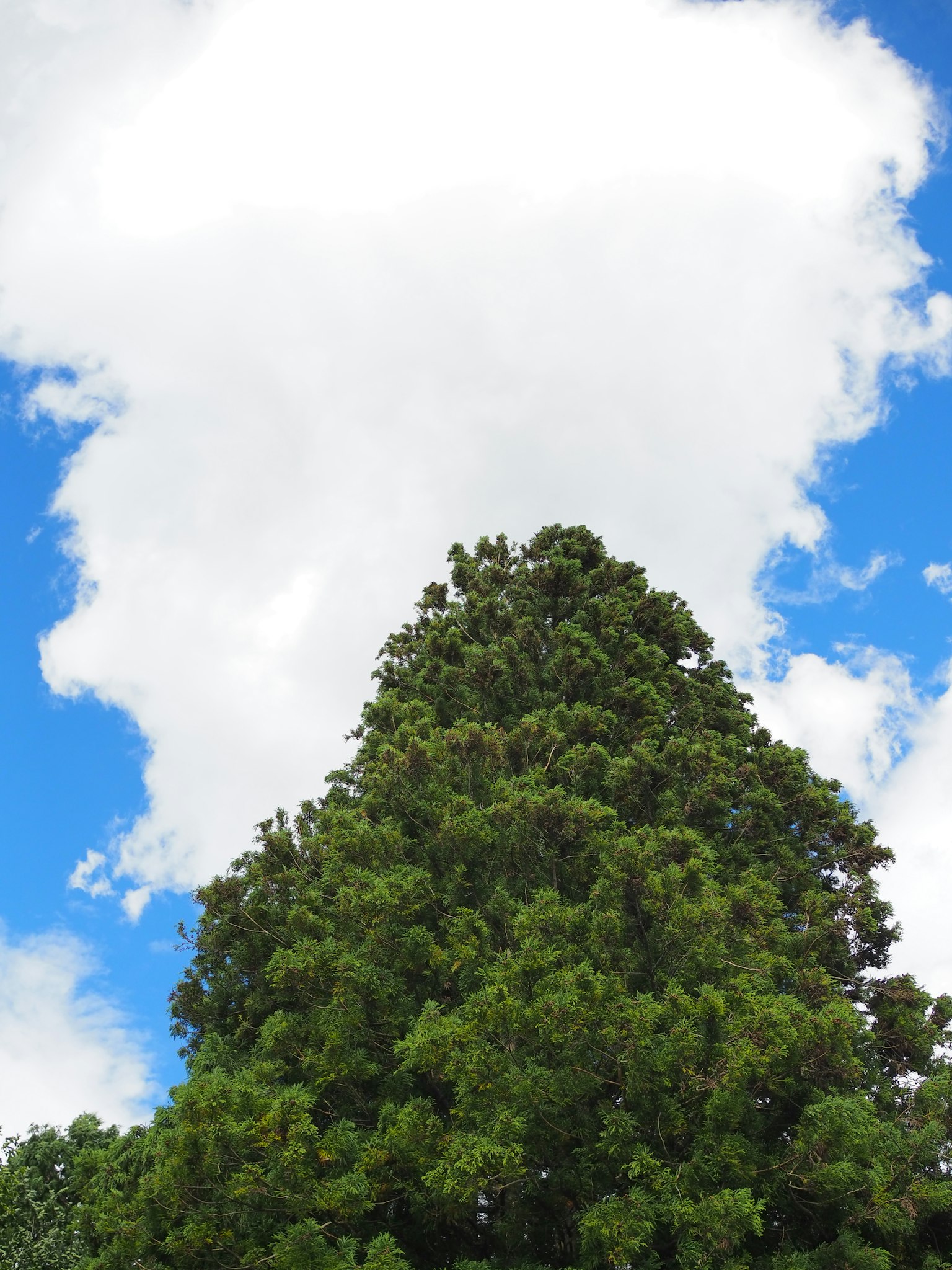 Pohon hijau tinggi di bawah langit biru dengan awan putih