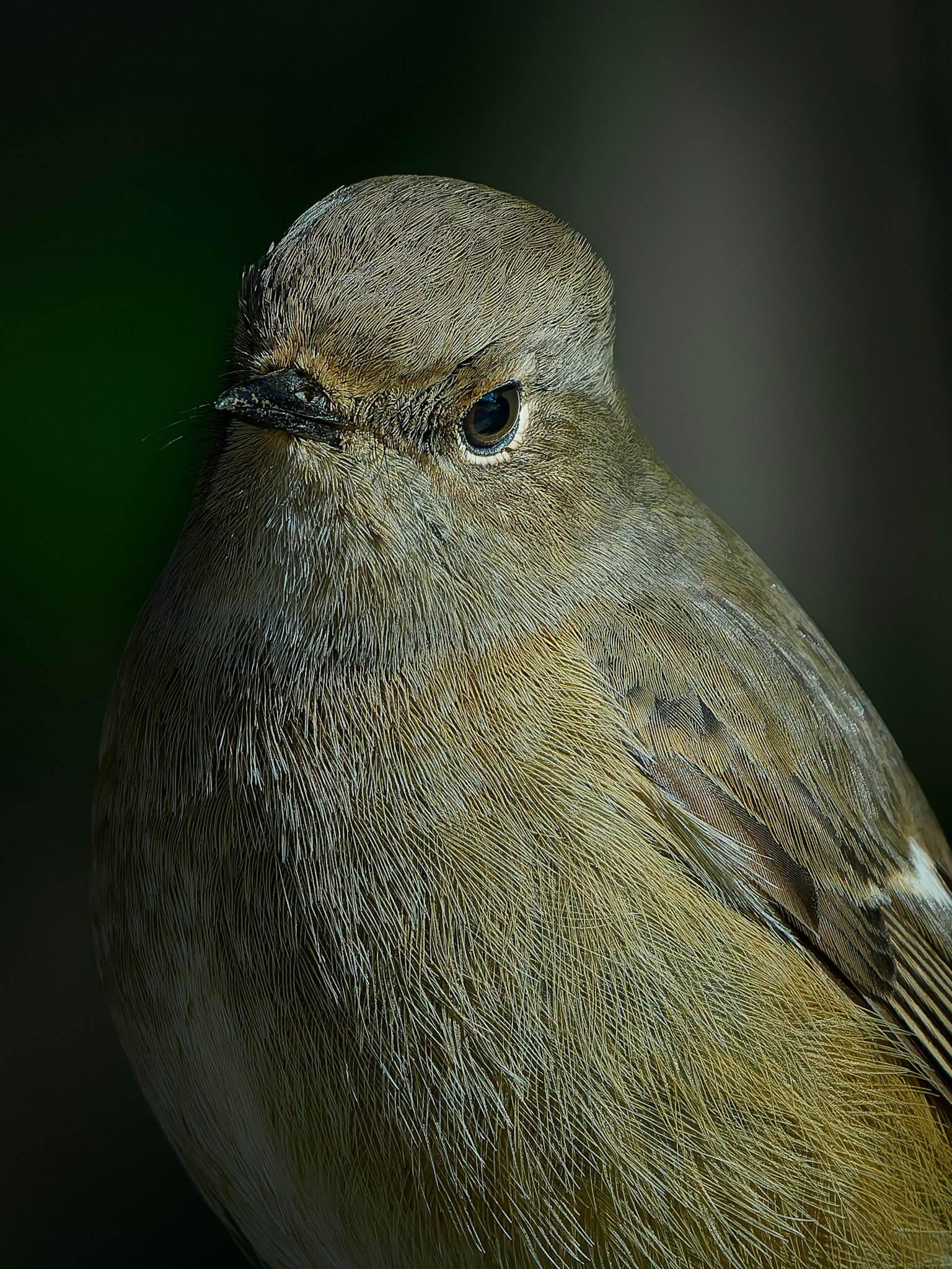 Primer plano de un pájaro marrón con ojos distintivos y fondo borroso