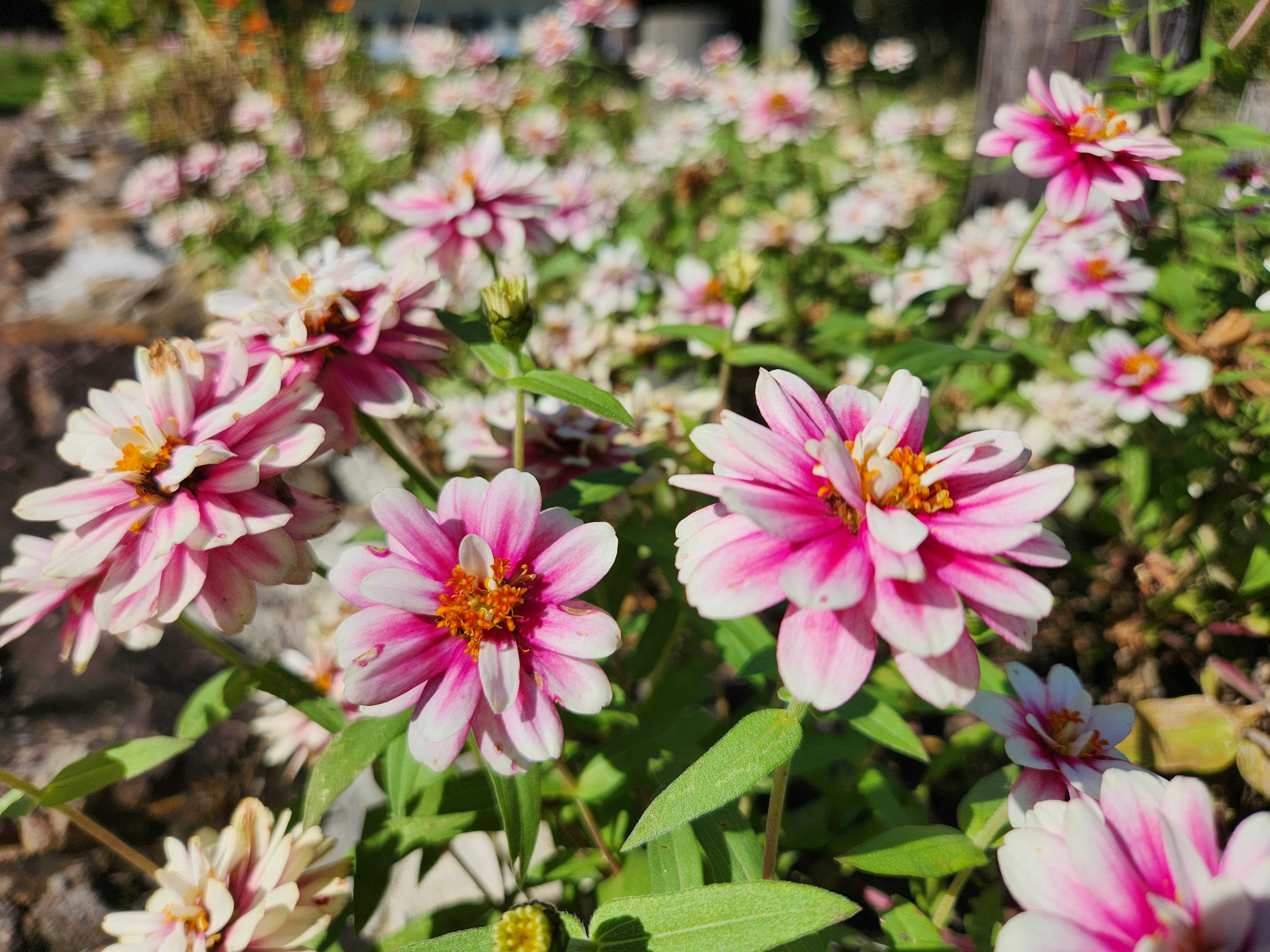 ピンクのダリアの花が咲く花壇のクローズアップ