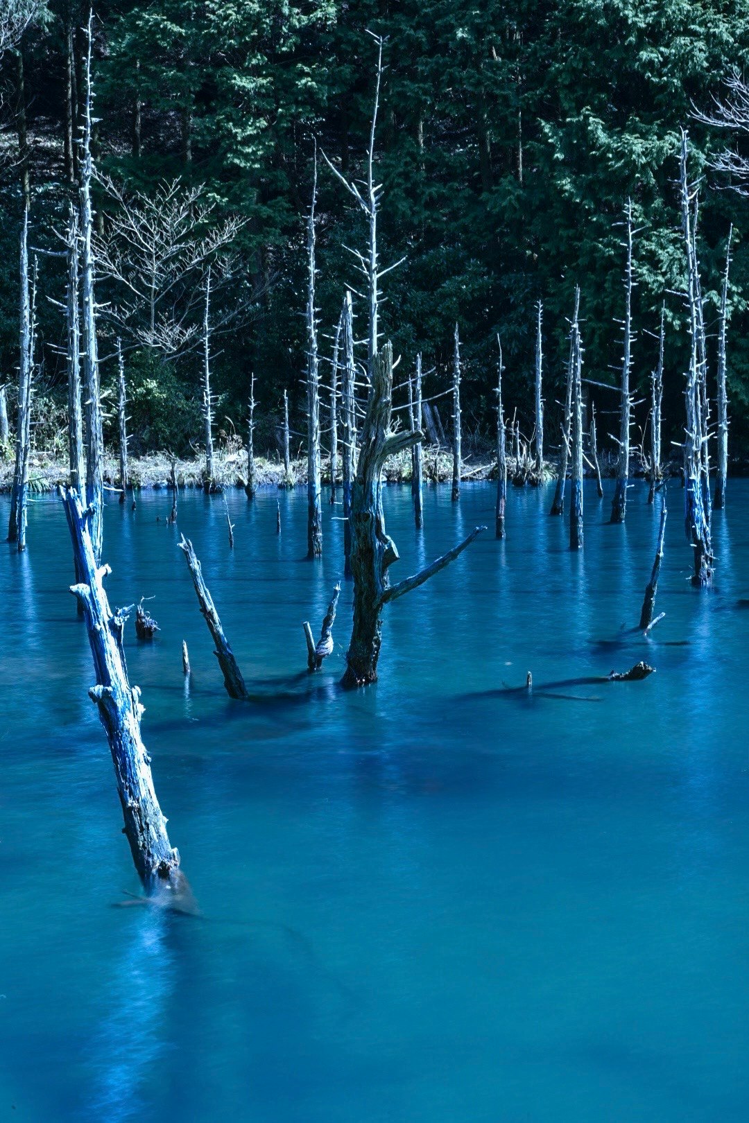 青い水に立つ枯れ木のある森の沼
