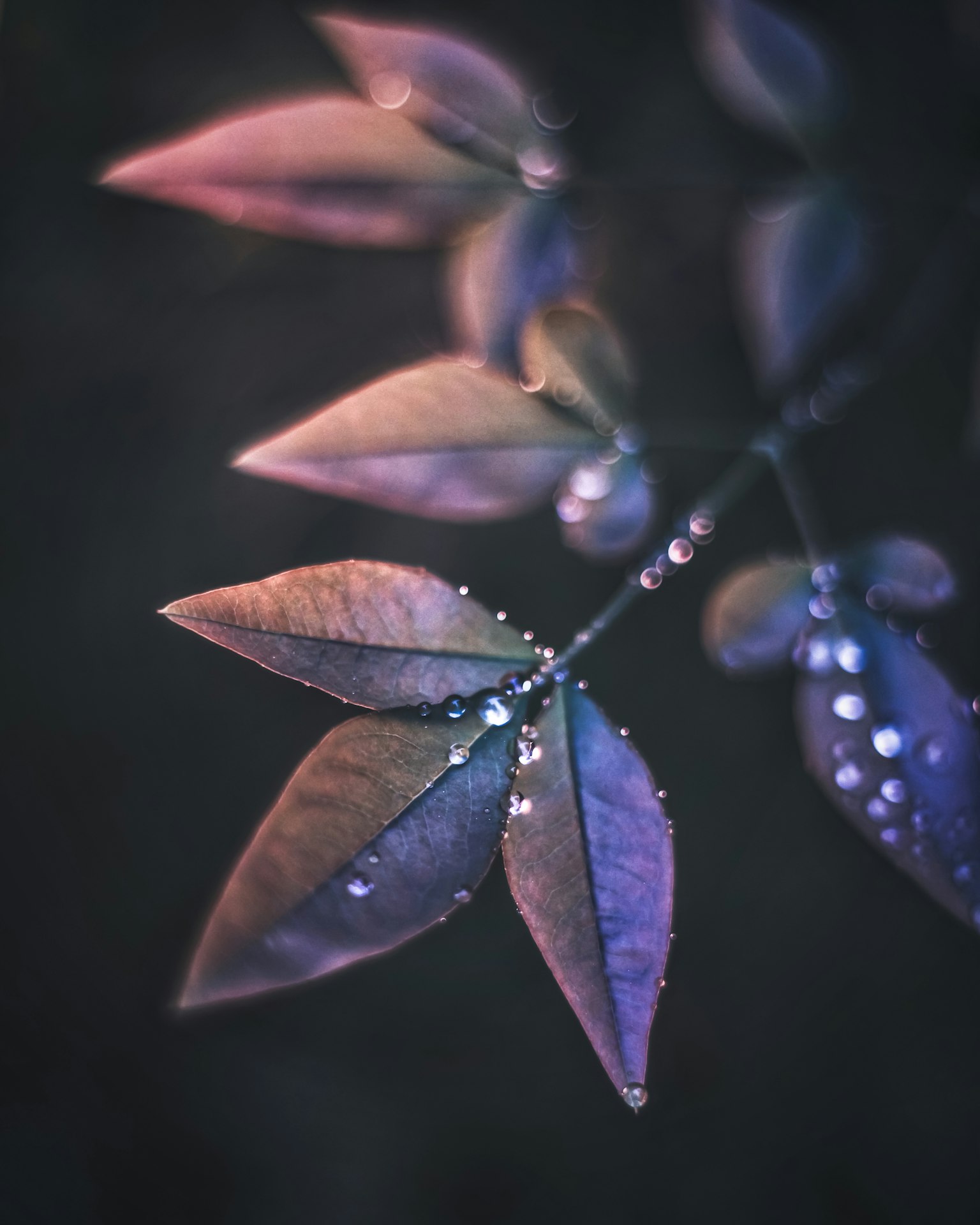 Close-up daun ungu dengan tetesan air