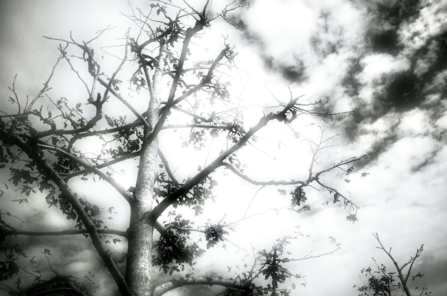 Immagine in bianco e nero di rami d'albero e foglie contro un cielo nuvoloso