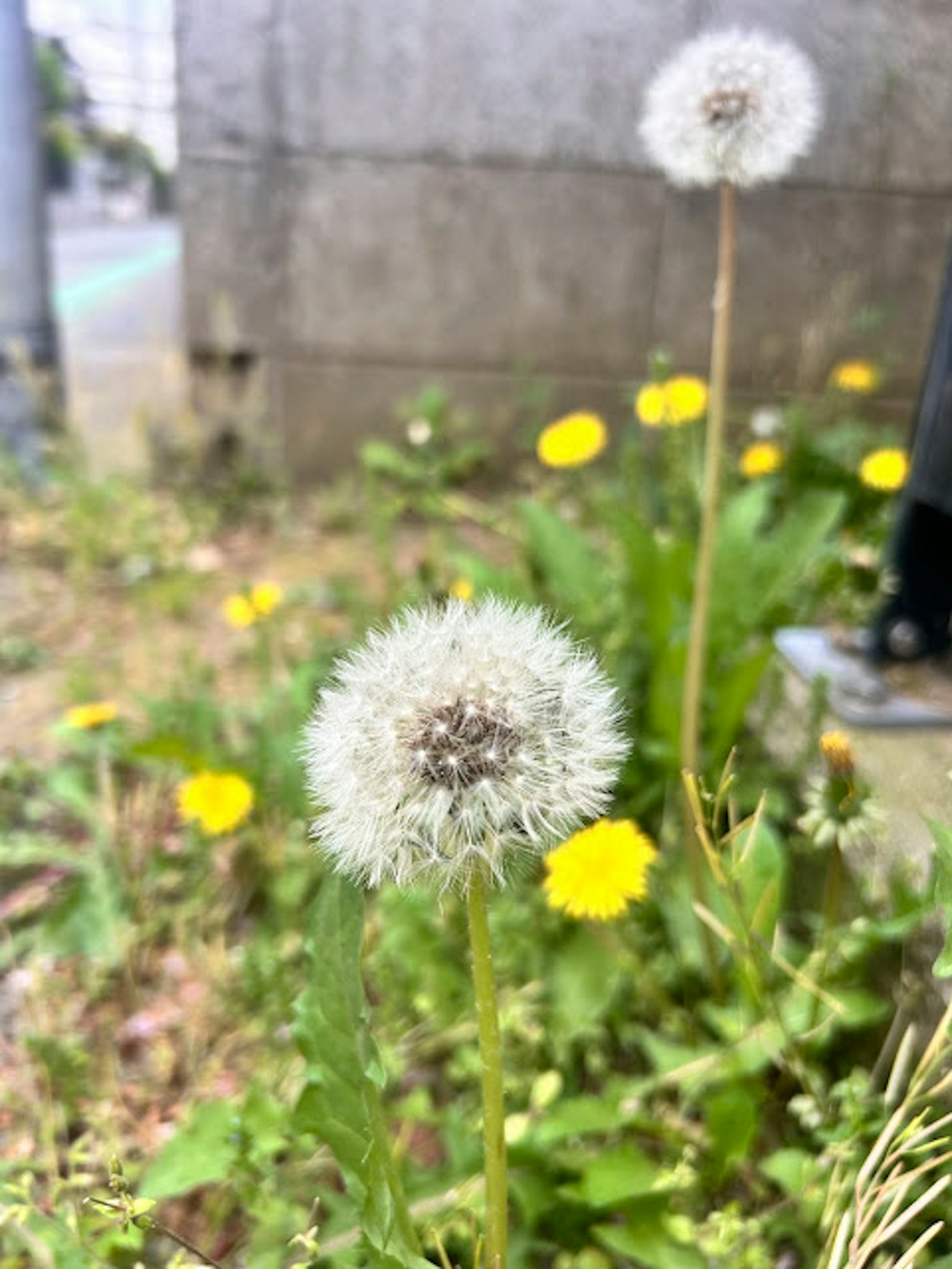 Kedekatan bunga dandelion putih di area berumput