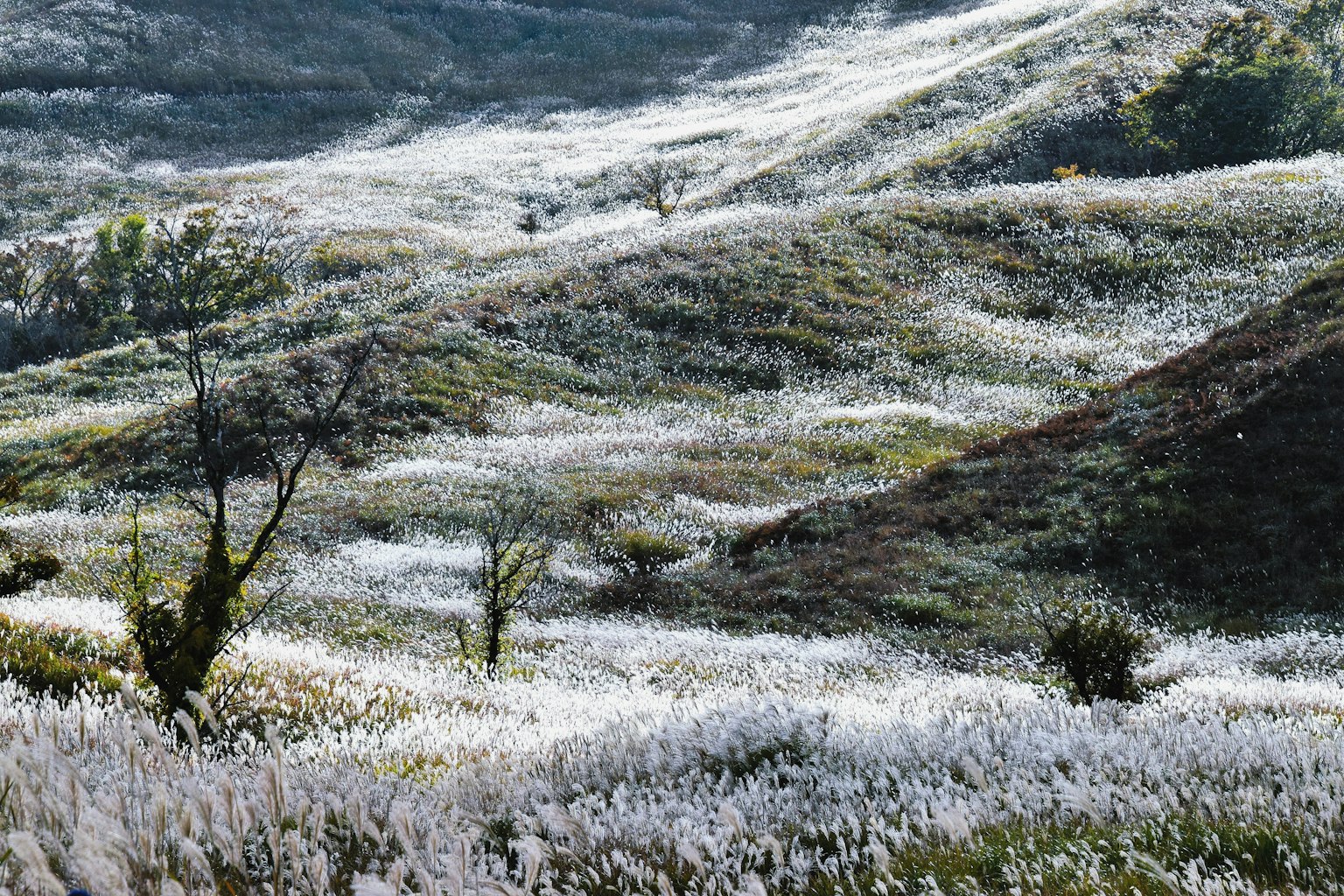 Colinas verdes cubiertas de hierba blanca
