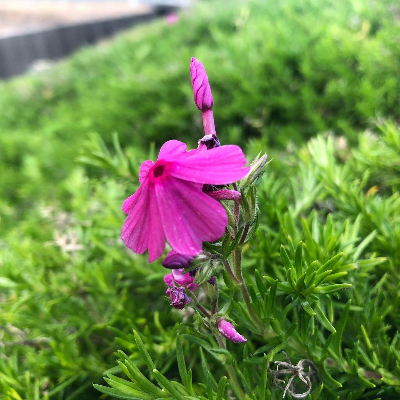 在綠色葉子中盛開的鮮豔粉色花朵