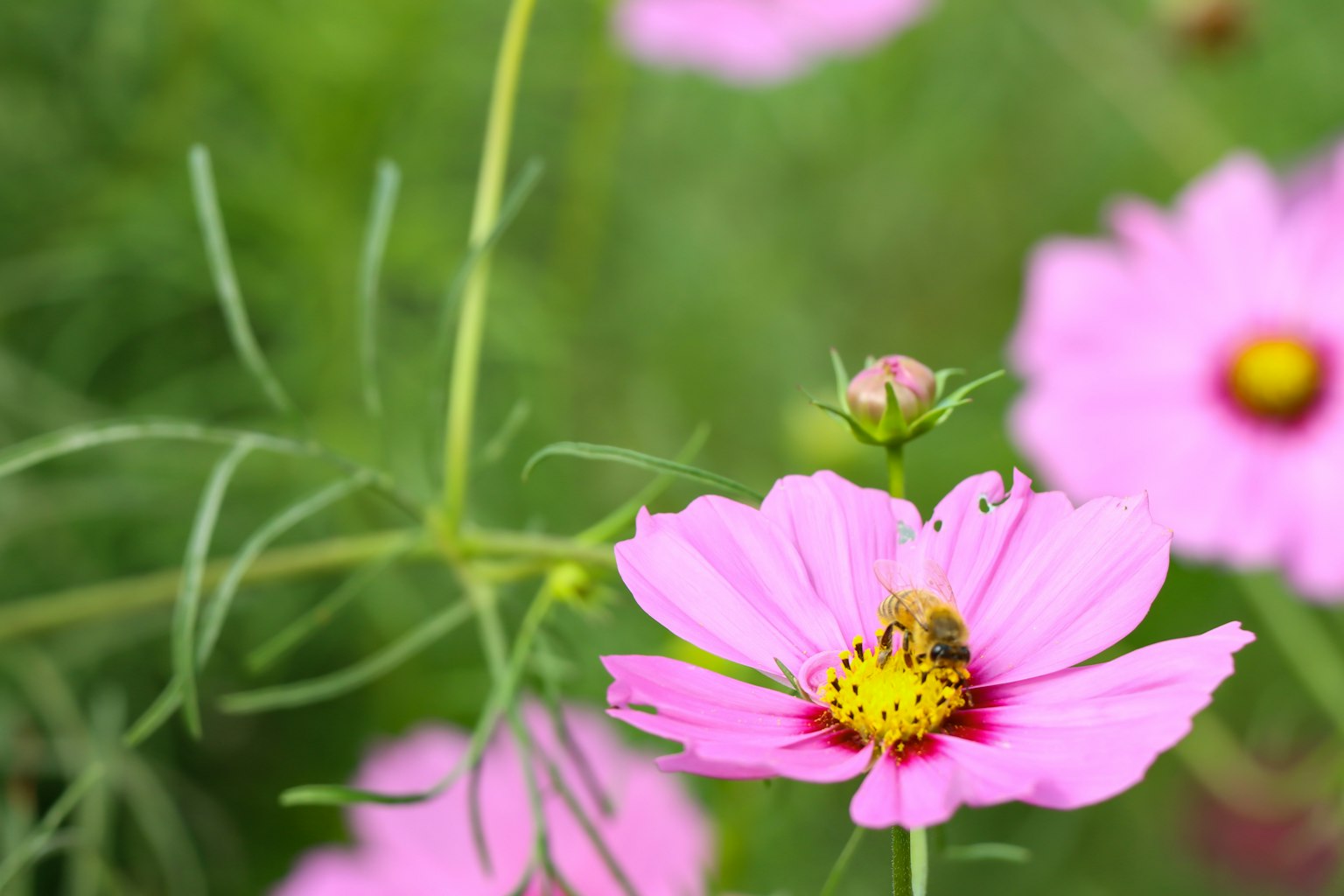 Cận cảnh hoa cosmos màu hồng với một con ong trên đó