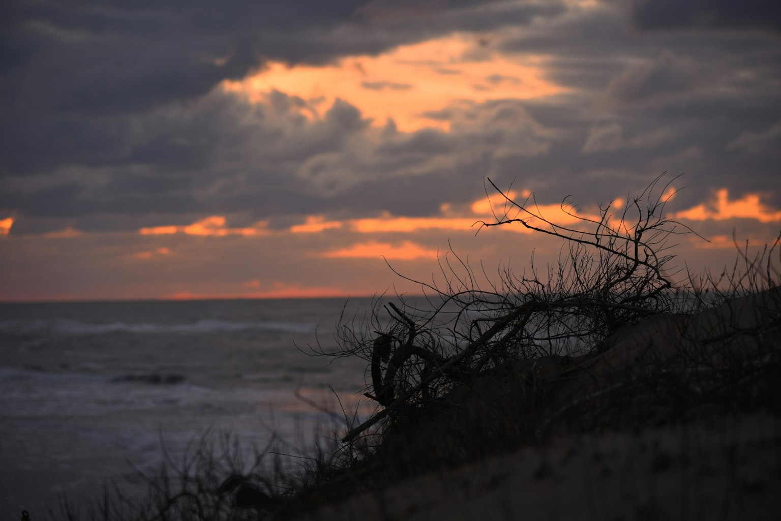 A coastal scene at sunset with a silhouette of dead trees