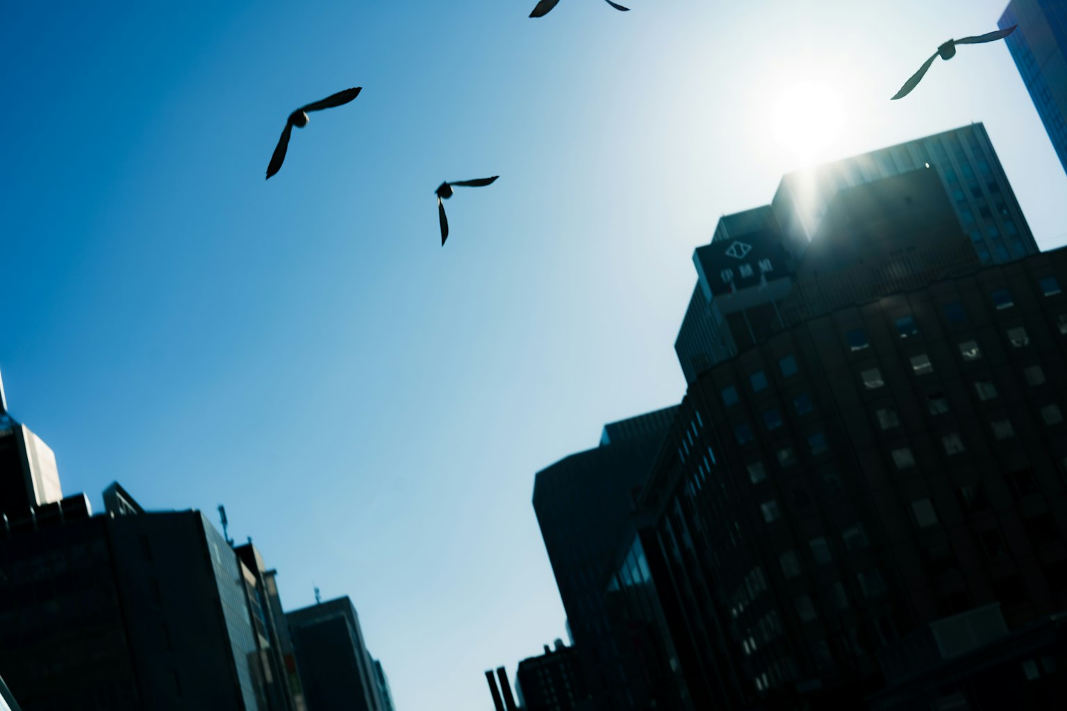 Silueta de edificios con aves volando en el cielo azul
