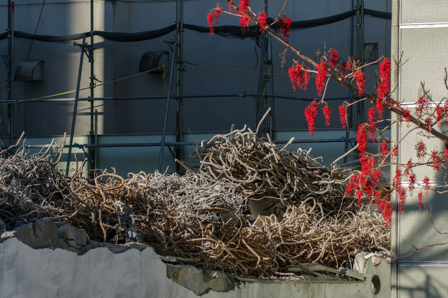 Accumulation of white debris on a building exterior with striking red leaves