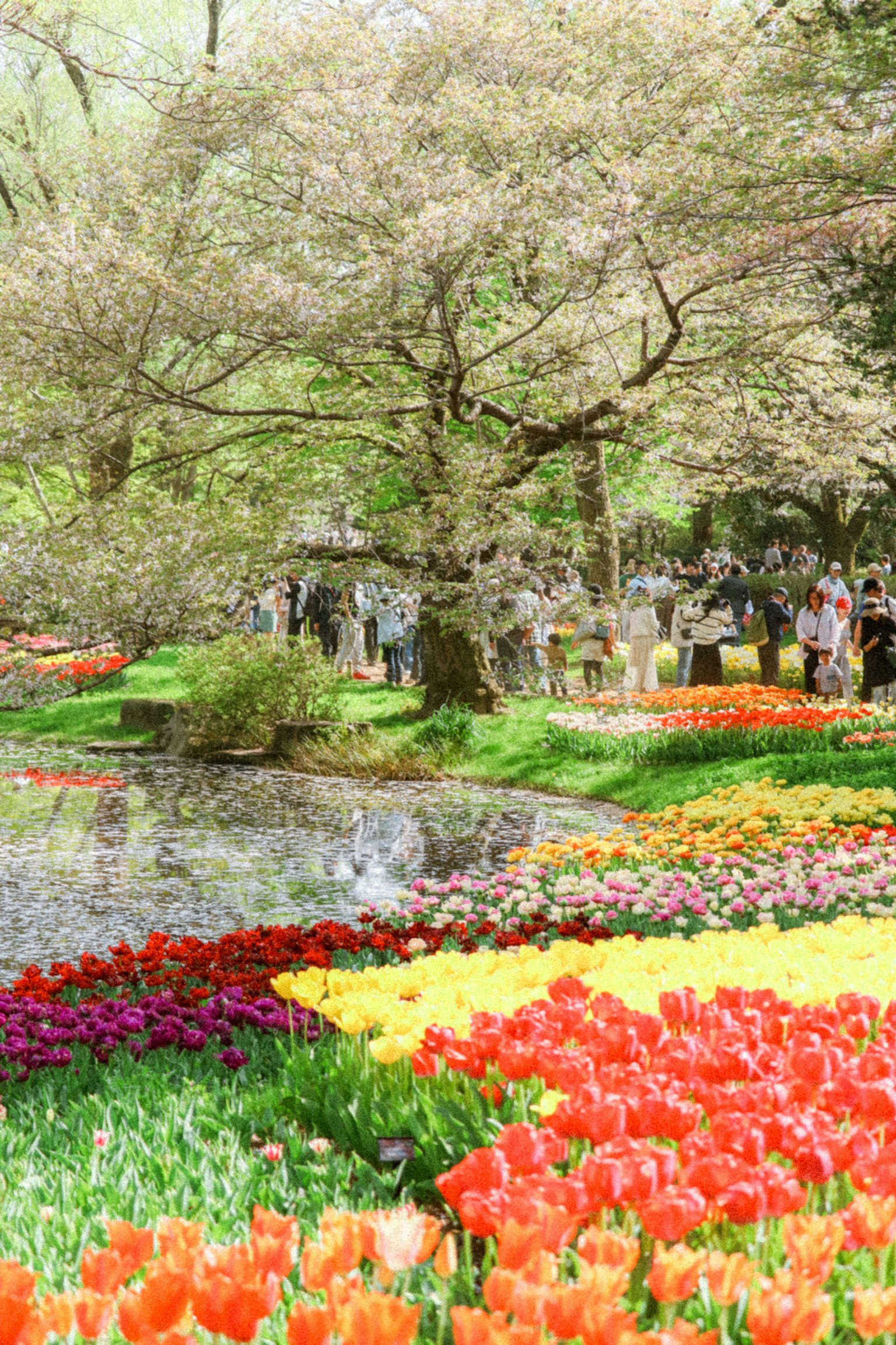 สวนทิวลิปที่มีสีสันสดใสพร้อมบ่อน้ำสงบและต้นไม้ที่บานสะพรั่ง