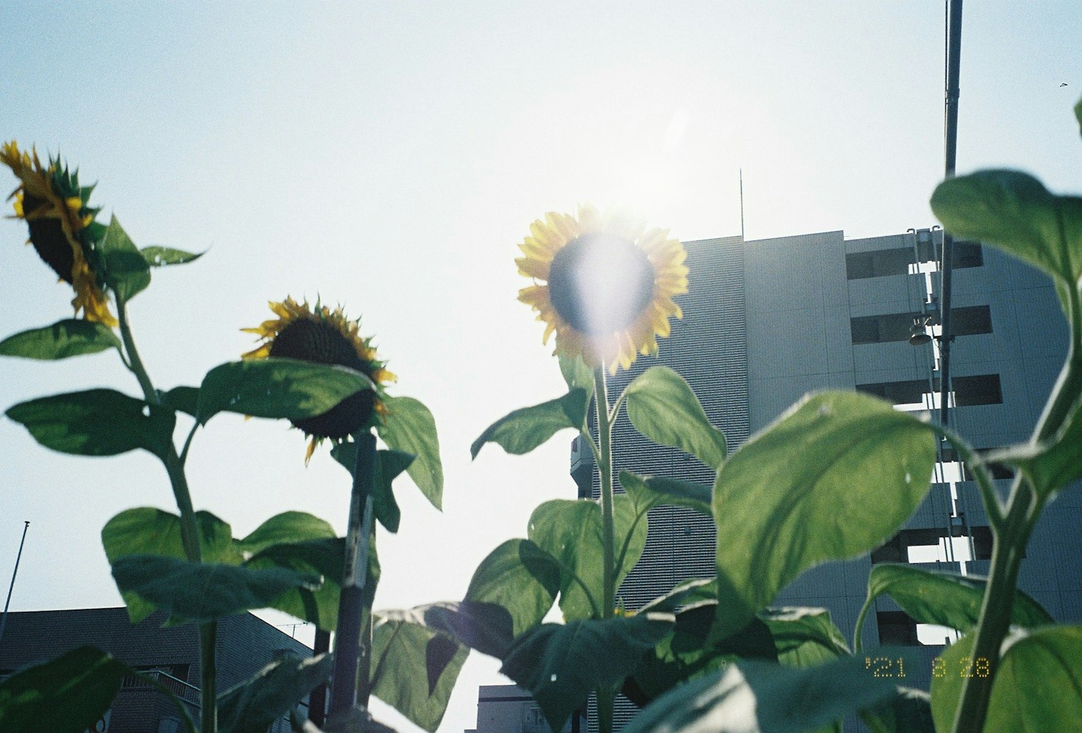 Scène lumineuse avec des tournesols fleurissant devant un immeuble de grande hauteur