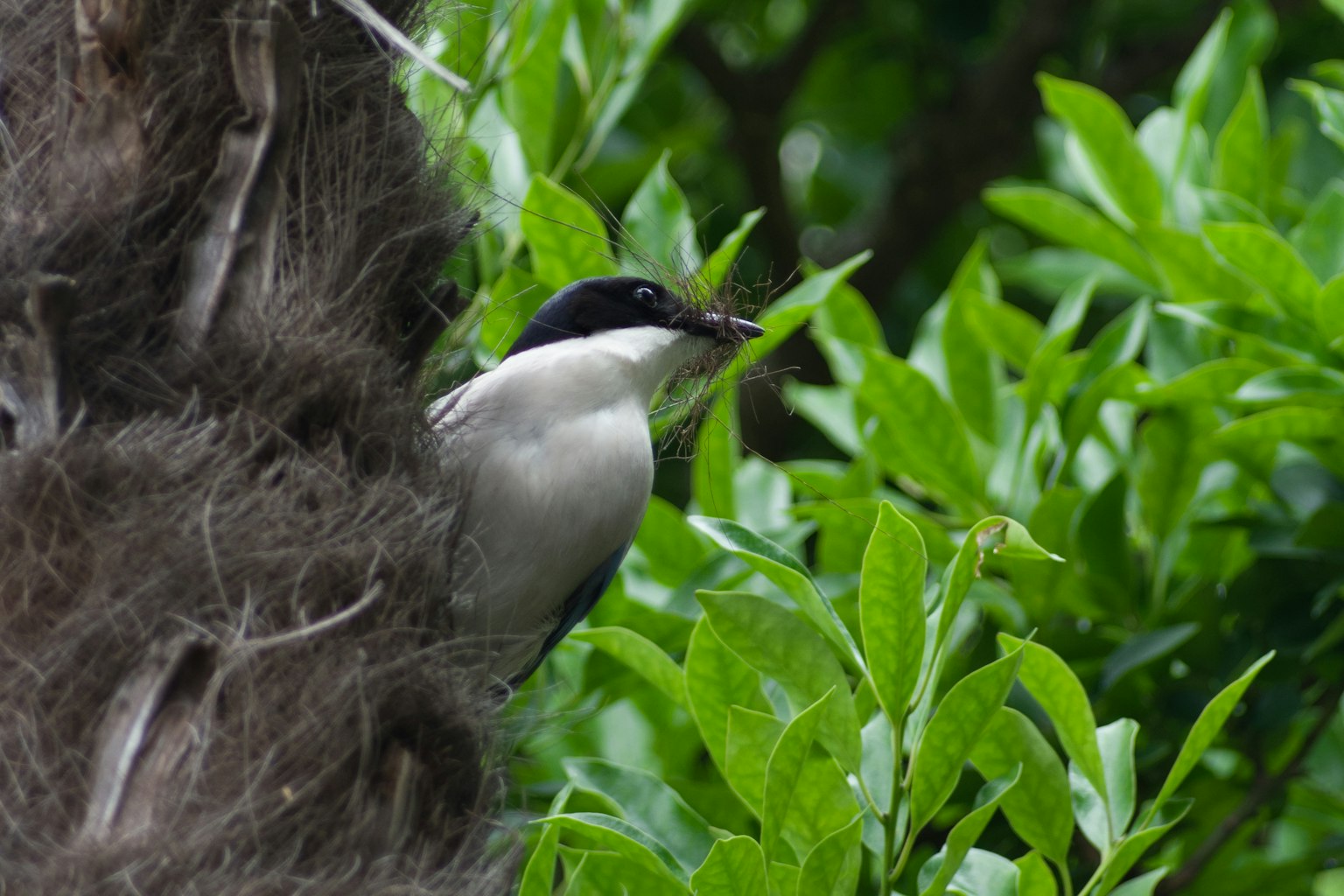 A bird with a black head and white body perched among green leaves