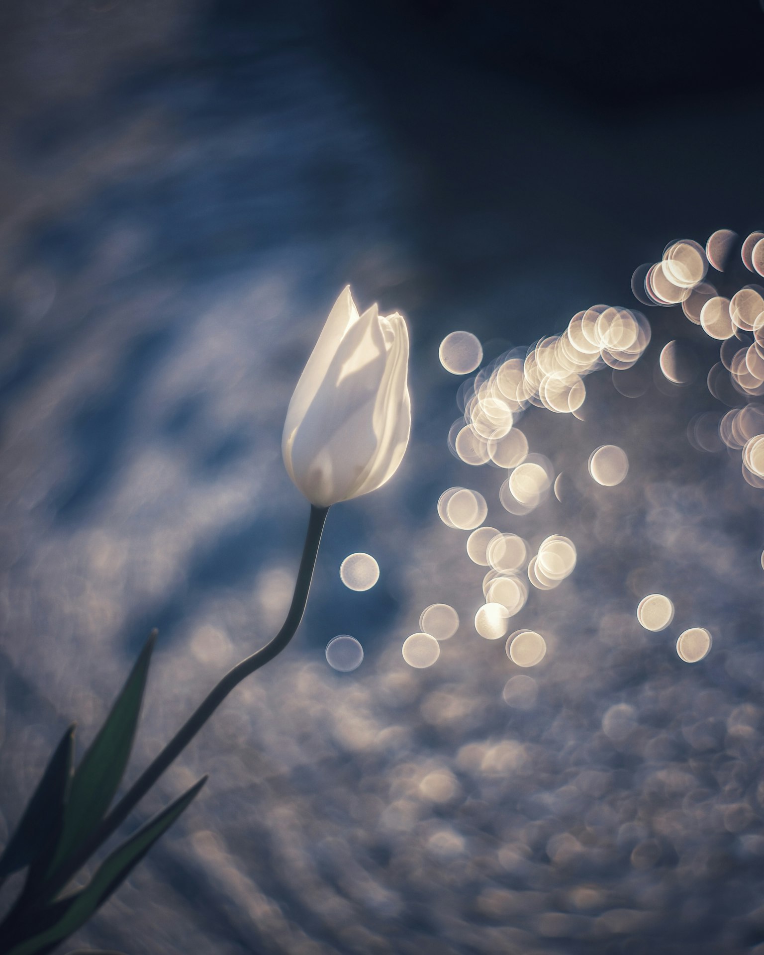 Un tulipe blanche se distingue sur une surface d'eau scintillante