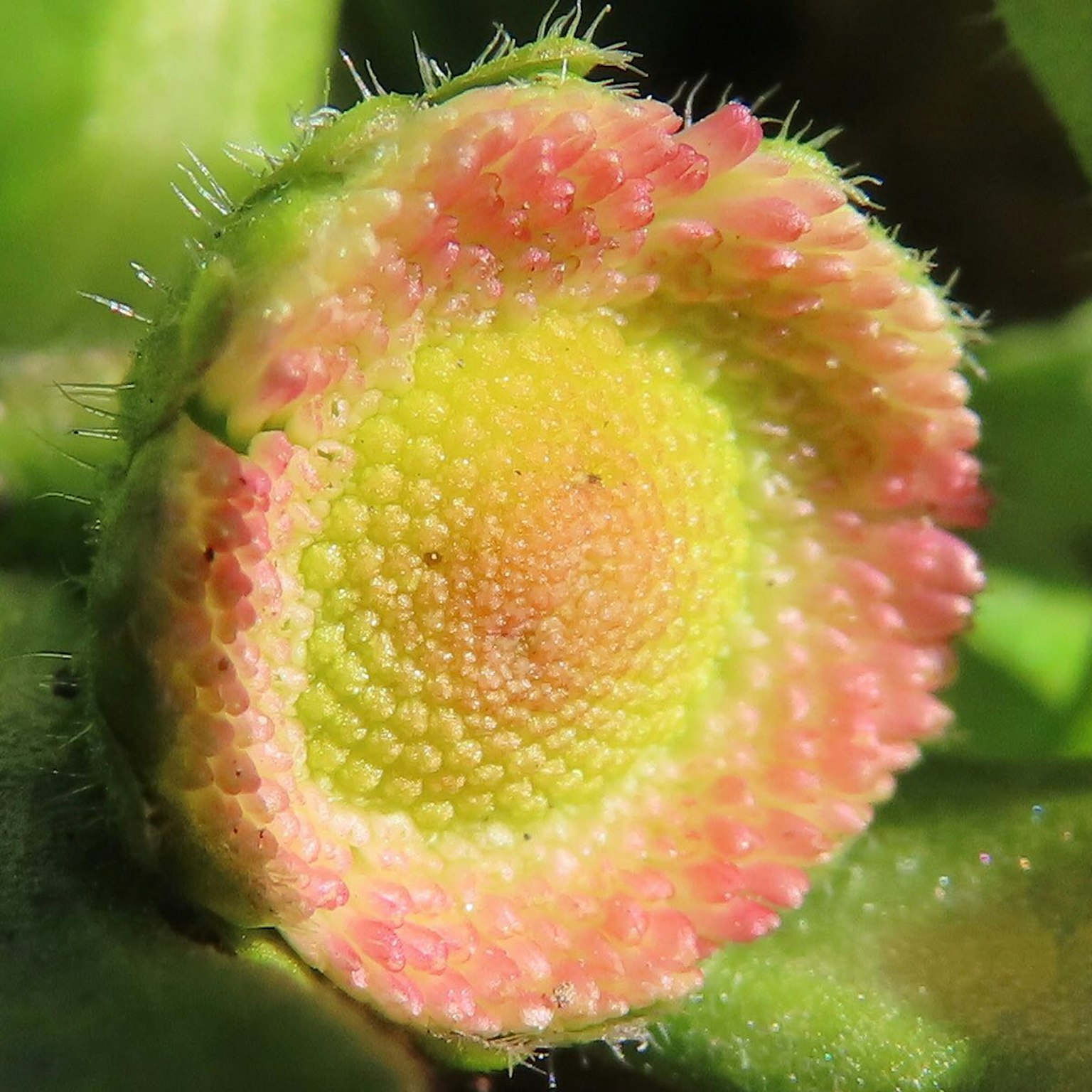 Bocciolo di fiore vibrante con un motivo rosa e giallo circondato da foglie verdi