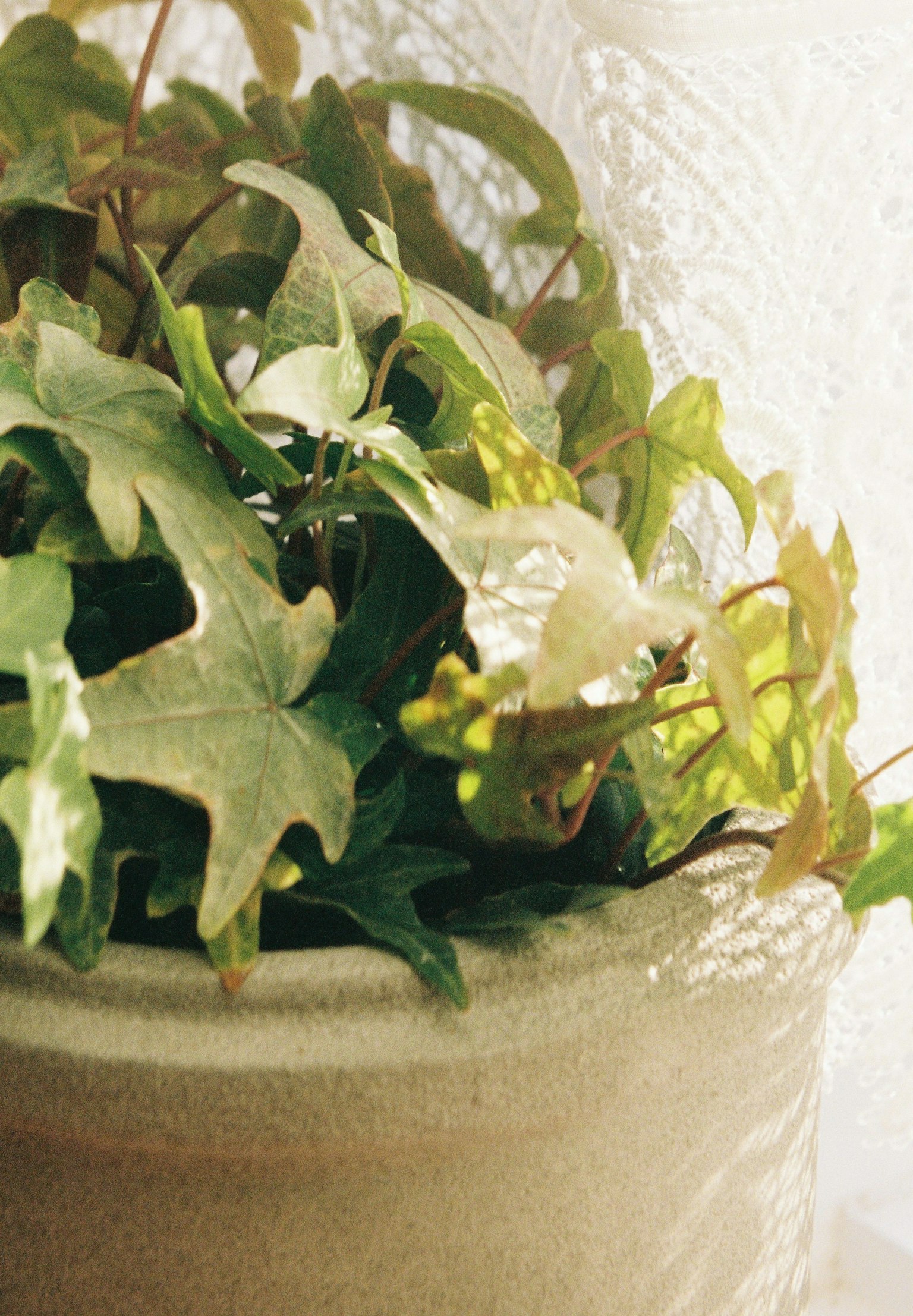 Close-up of a rustic pot with green leaves and plants