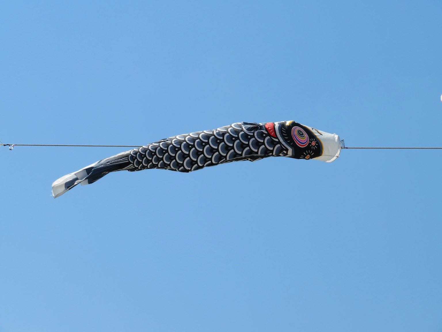 Bandiera di koinobori che nuota sotto un cielo blu