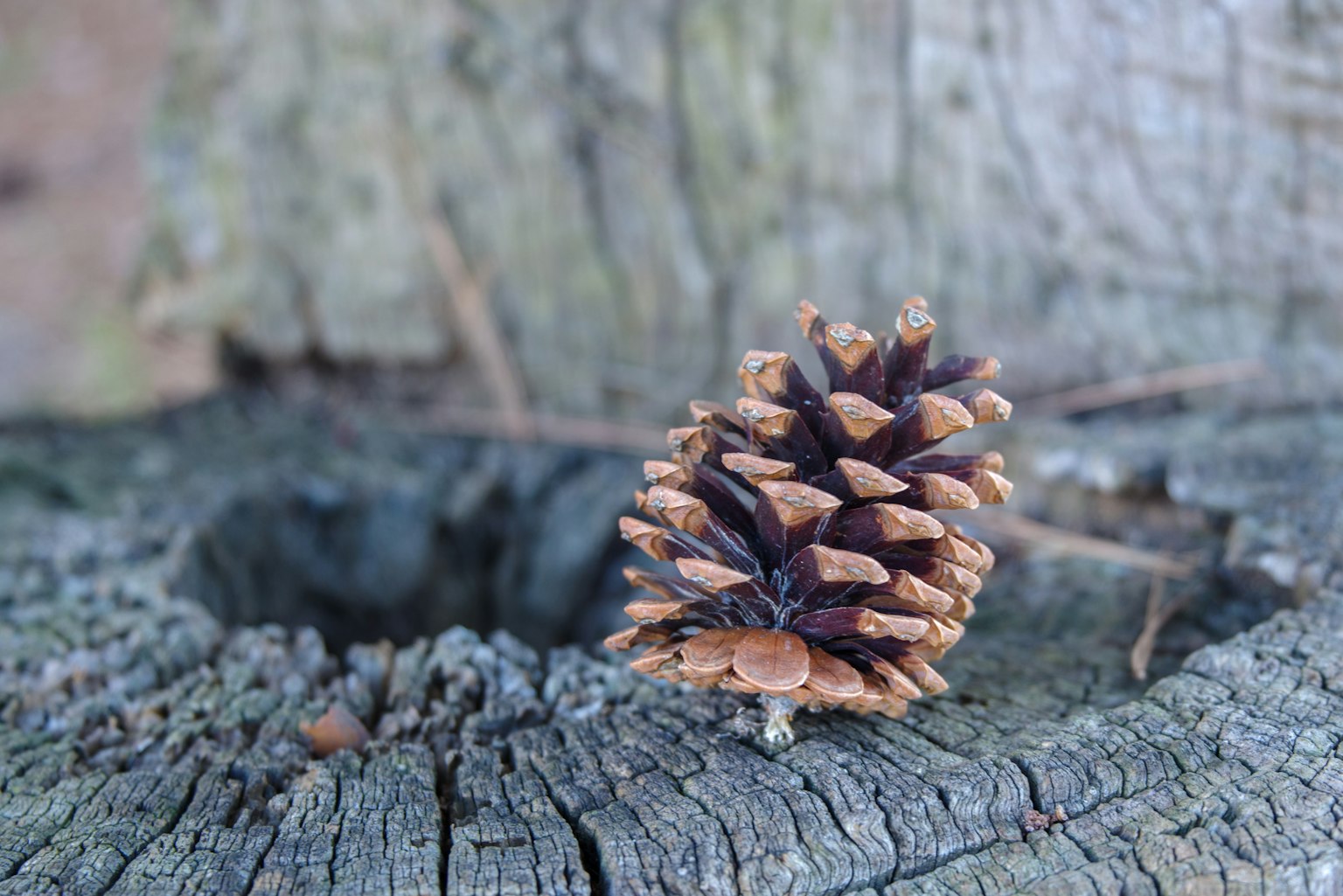 Sebuah kerucut pinus di atas tunggul kayu