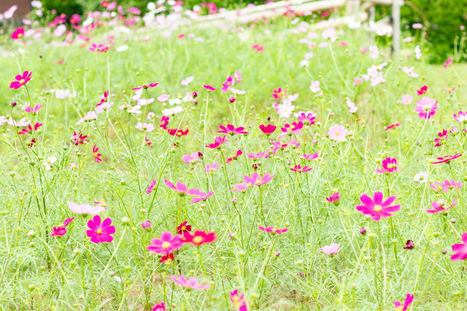 Campo fiorito con fiori rosa e bianchi