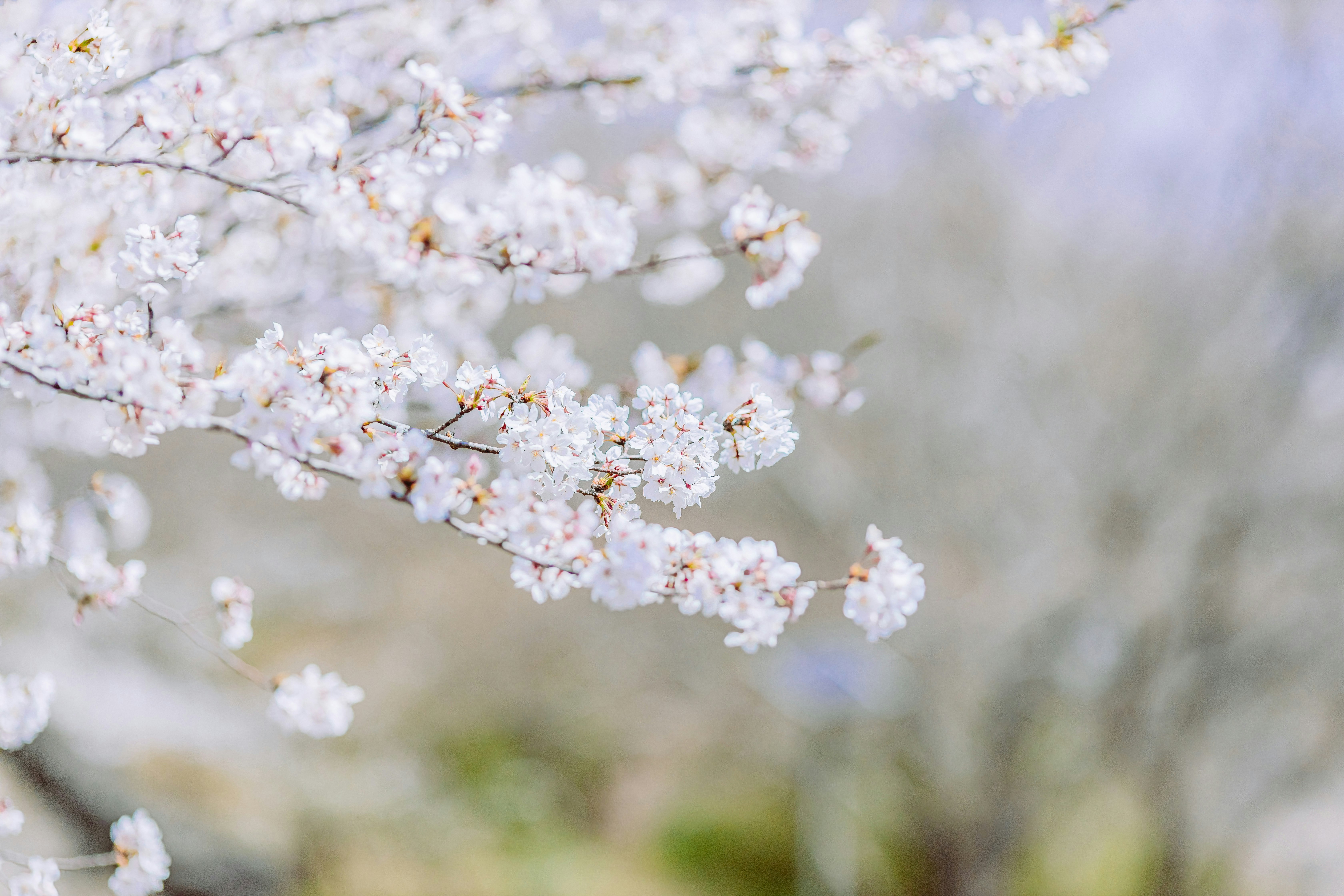 白い桜の花が枝に咲く春の風景