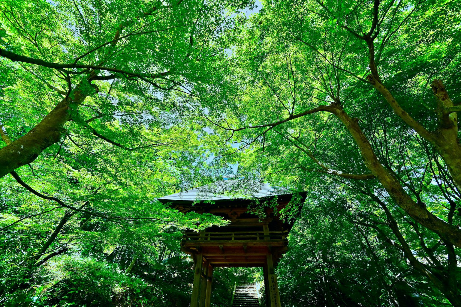 Techo de un templo japonés tradicional rodeado de árboles verdes exuberantes