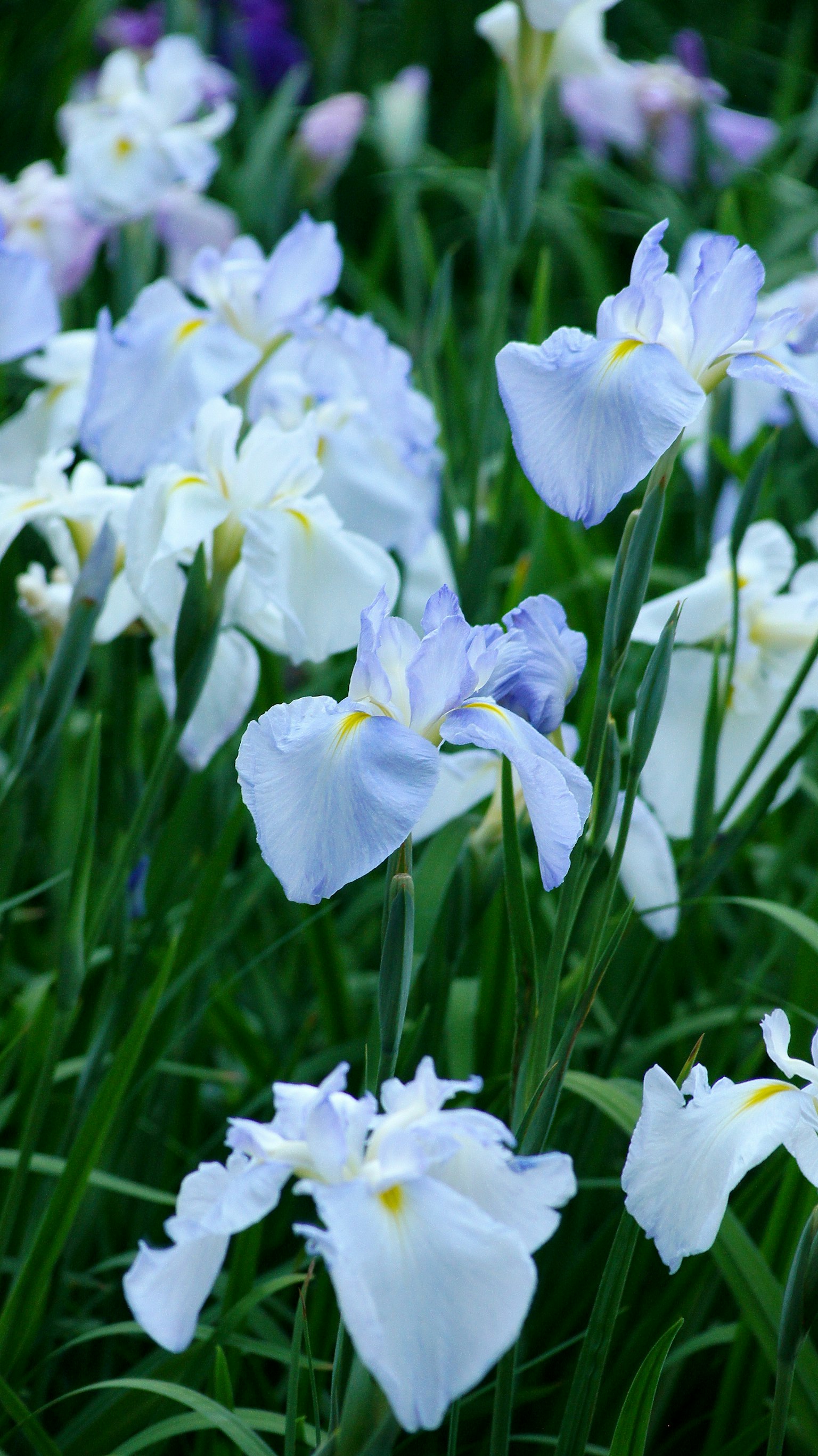 Fleurs d'iris bleues et blanches en fleurs dans l'herbe verte