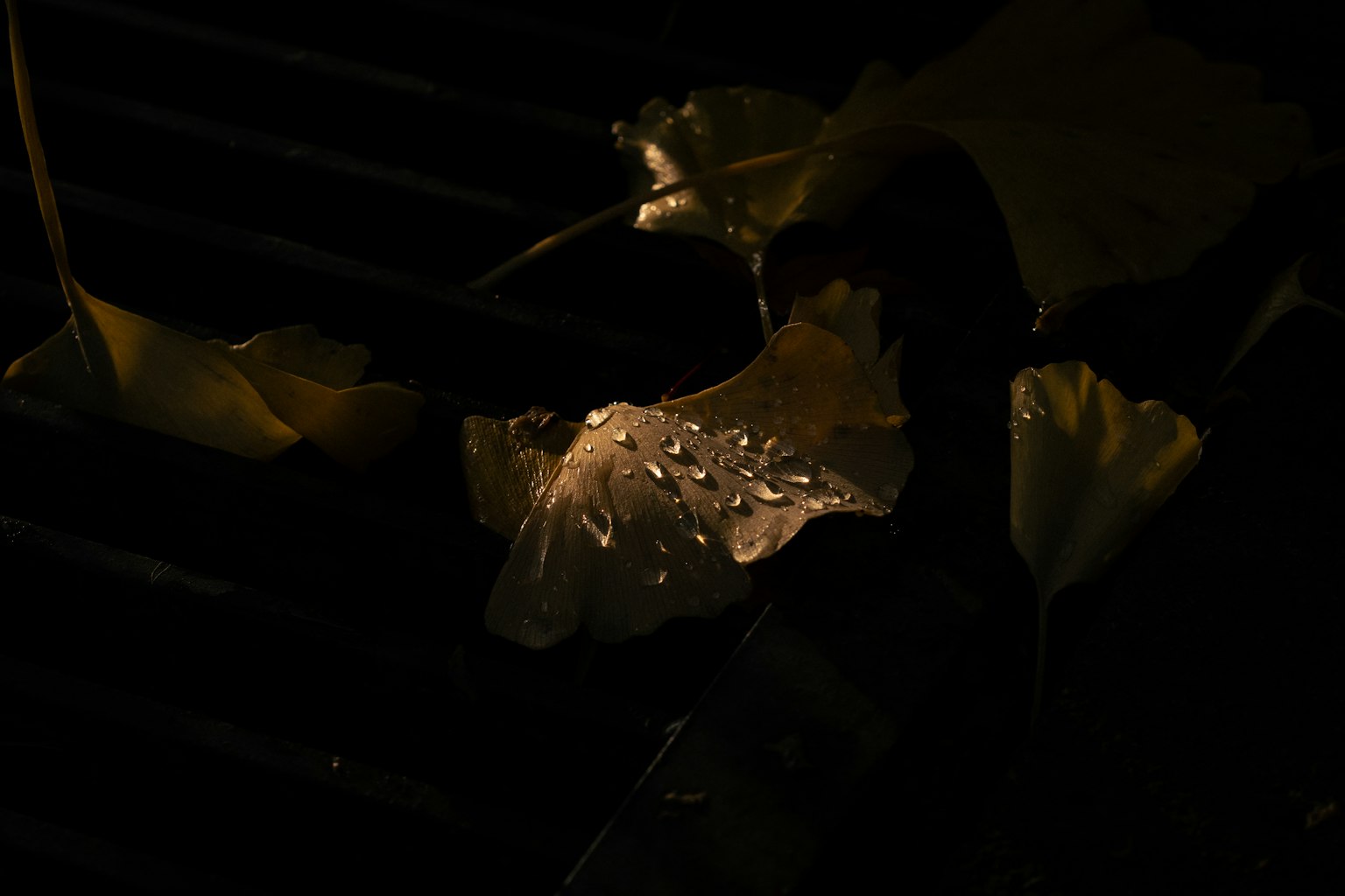 暗い背景に水滴が付いた葉が見える