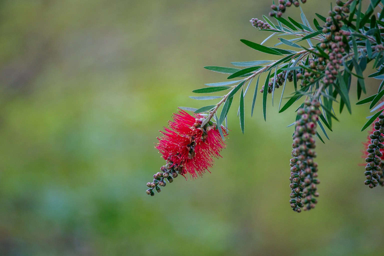 Cabang tanaman dengan bunga merah cerah dan daun hijau