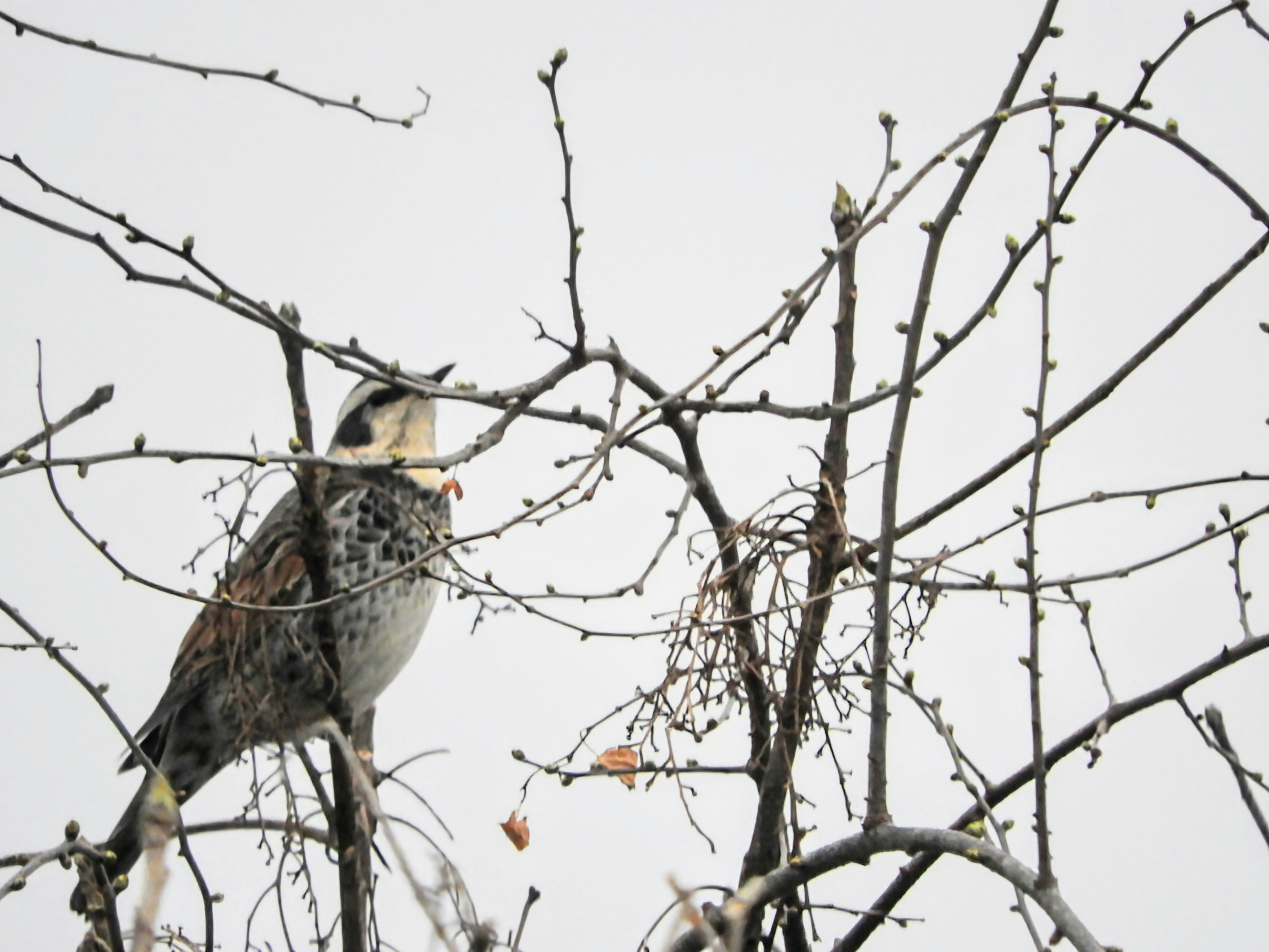 枝にとまるツグミの野鳥