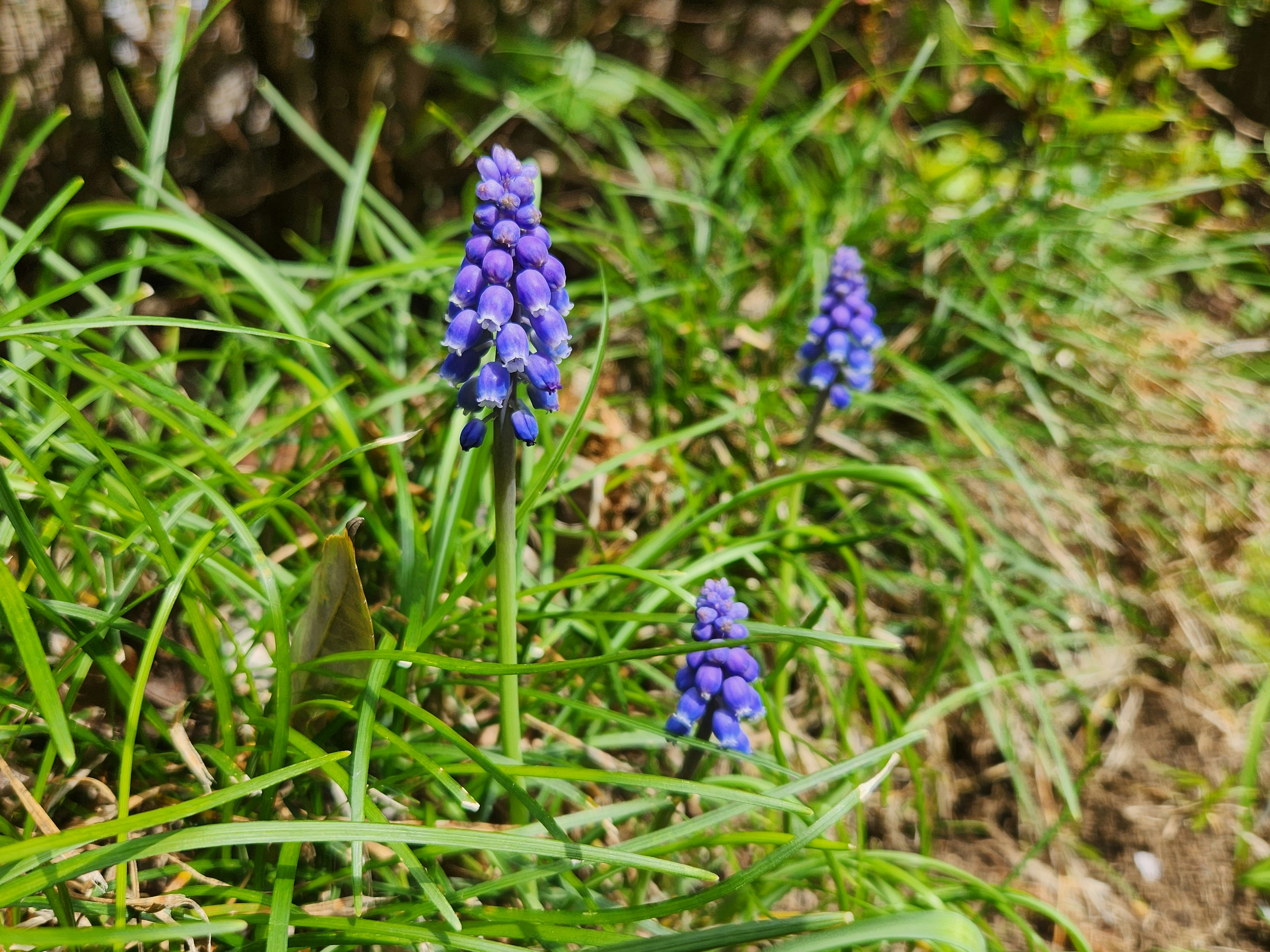 紫色のムスカリの花が地面の草むらに咲く春の景色