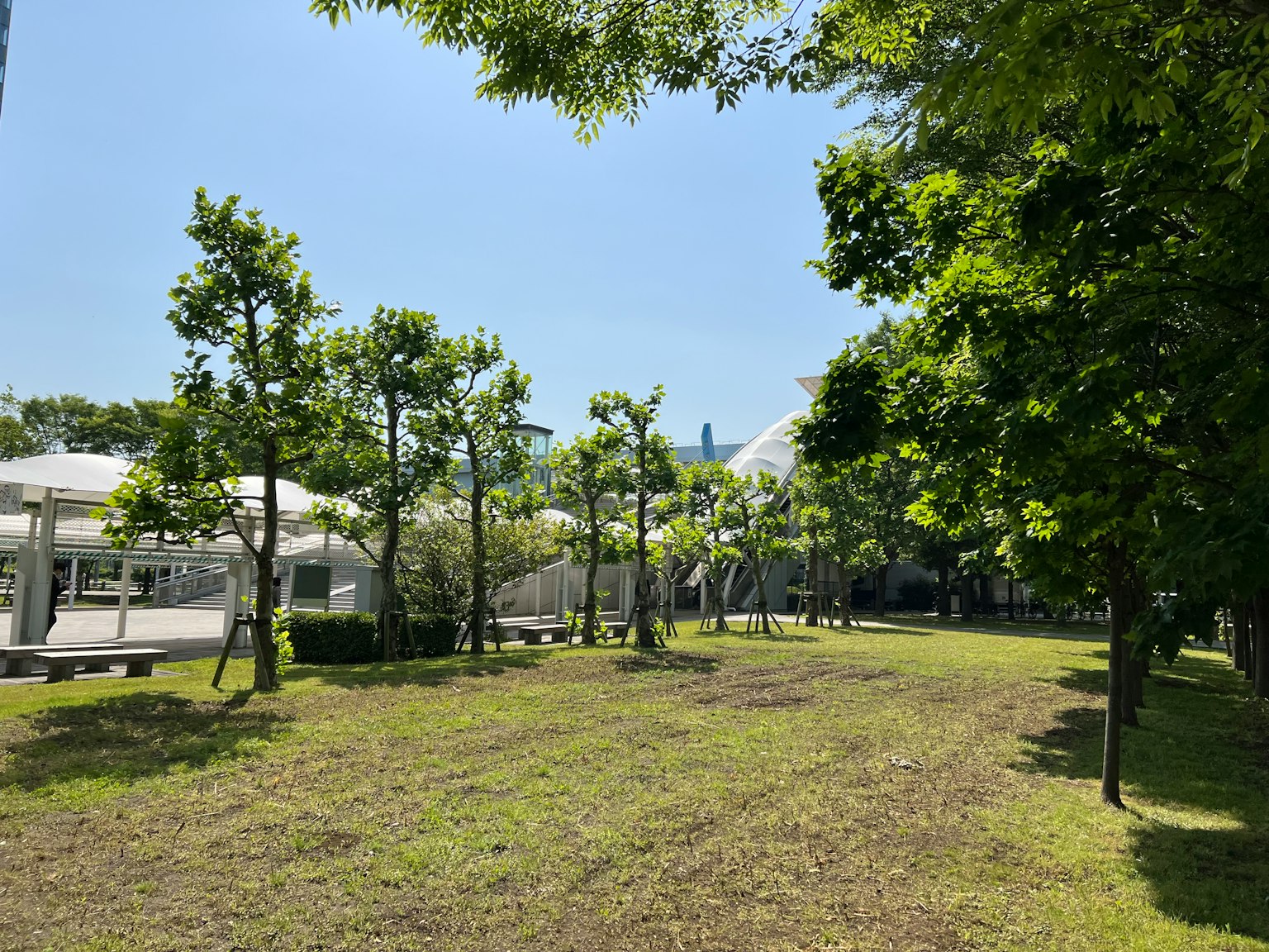 Sonnige Parkszene mit grünen Bäumen und offener Rasenfläche