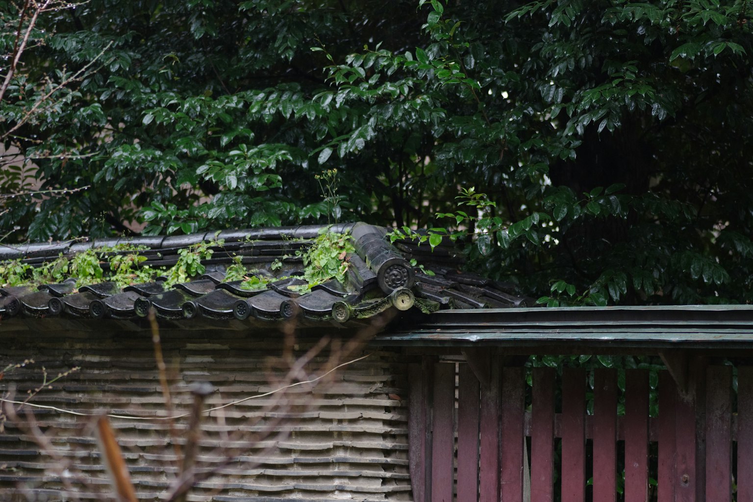 傳統日本牆壁，屋頂覆蓋苔蘚，綠樹成蔭