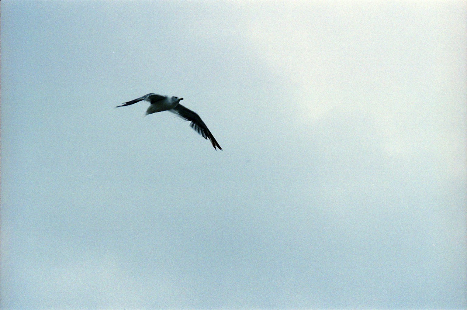 Pájaro volando en el cielo con un fondo azul claro que muestra alas elegantes