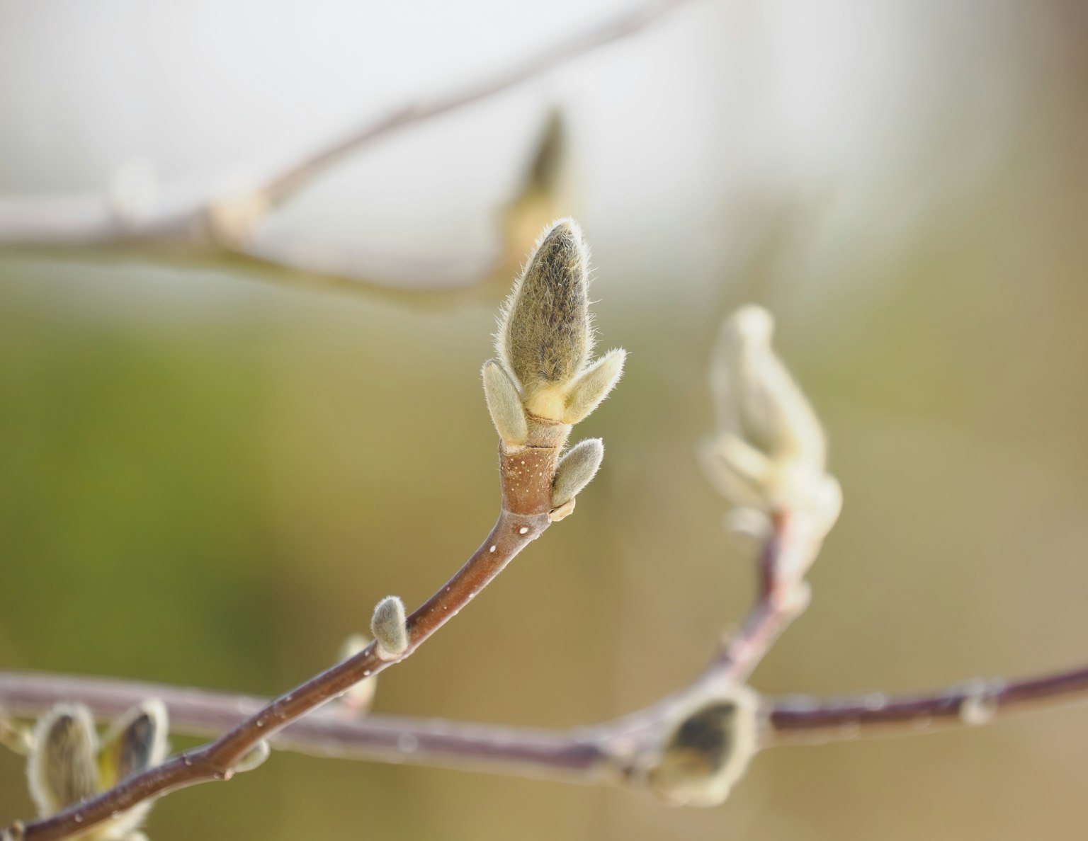 Close-up image of branches with budding leaves