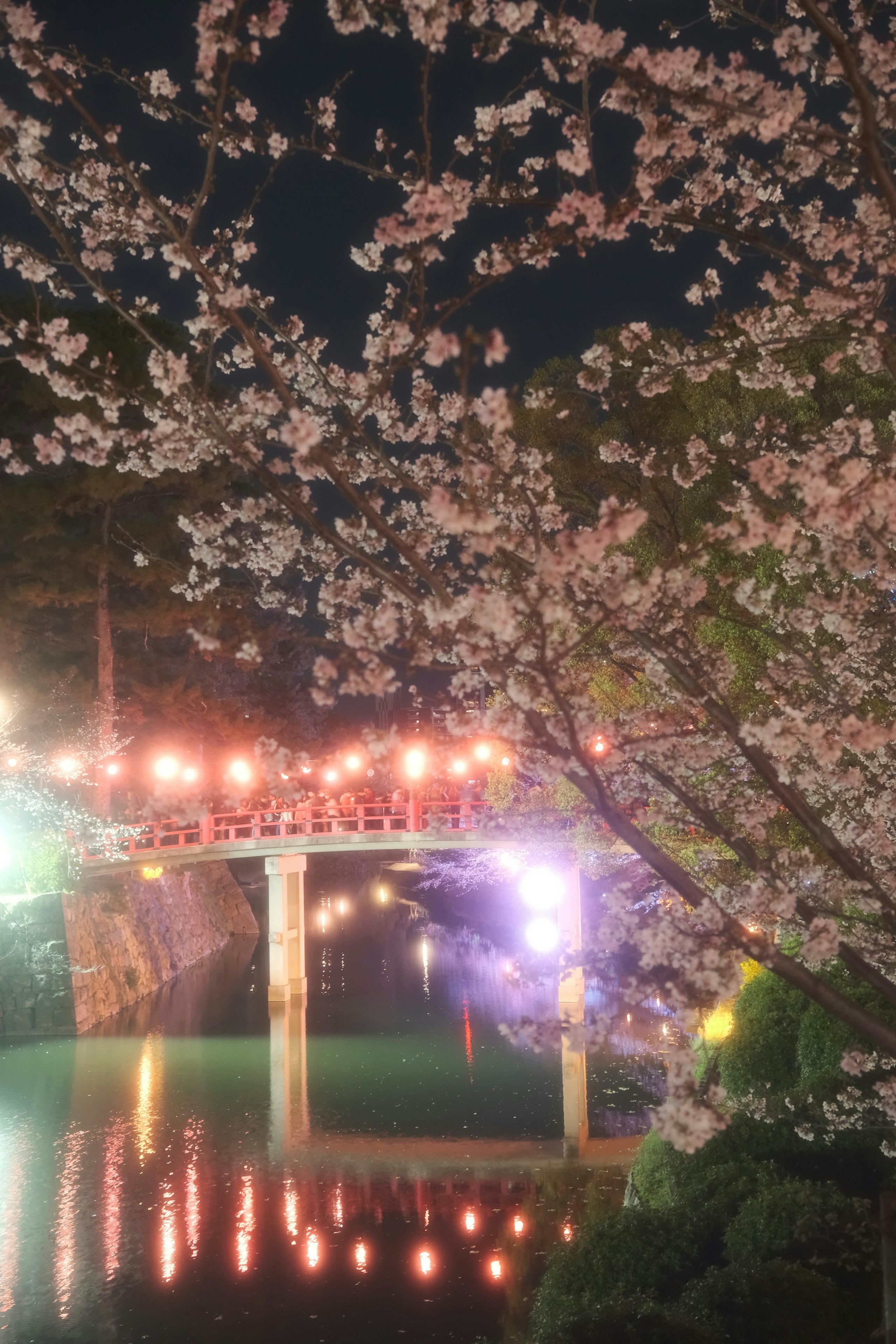 夜の岡崎城公園でライトアップされた桜と水面の反射