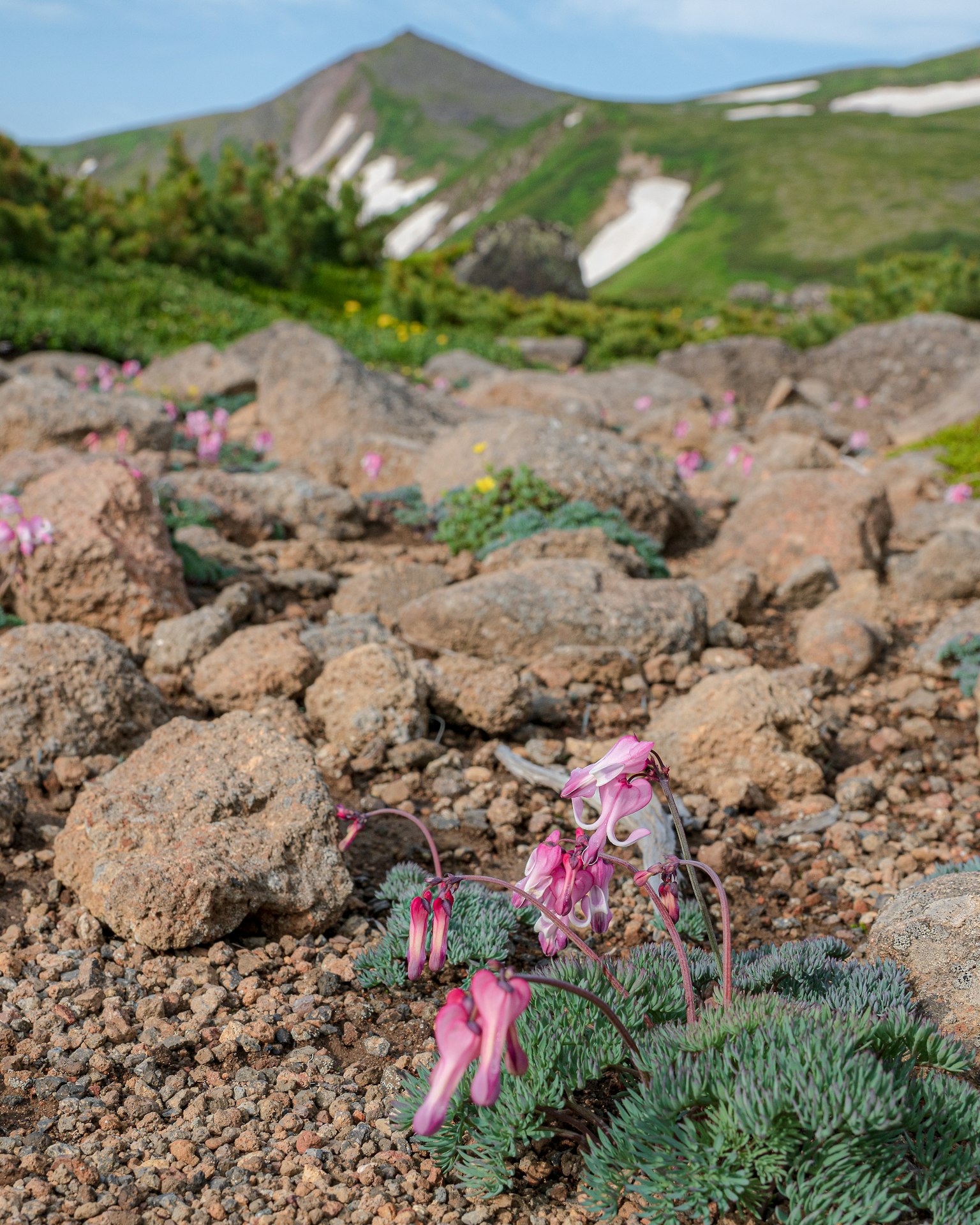 Fiori rosa e piante verdi in primo piano roccioso con montagne e macchie di neve sullo sfondo