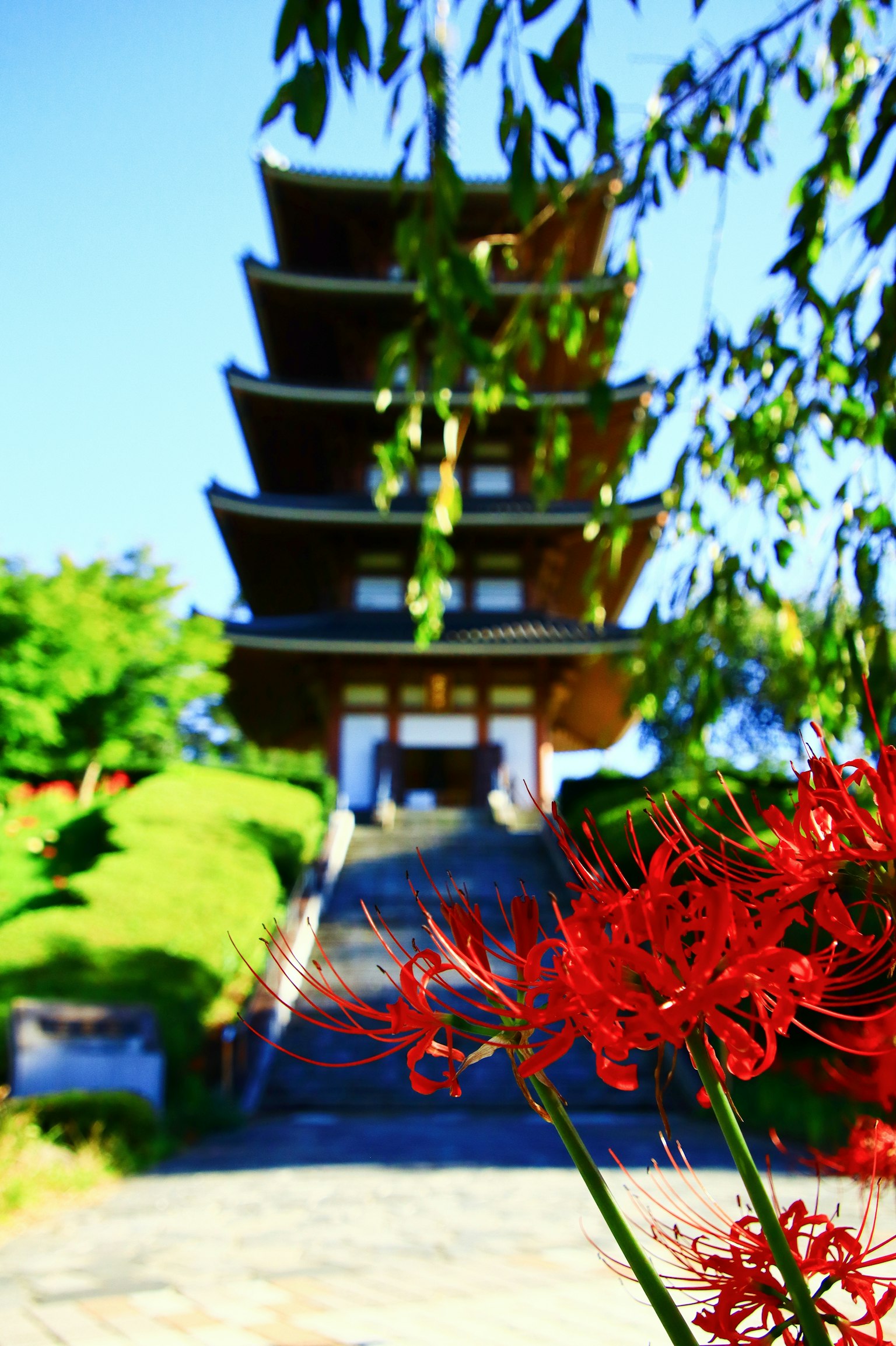Beautiful scenery featuring a red flower and a five-story pagoda
