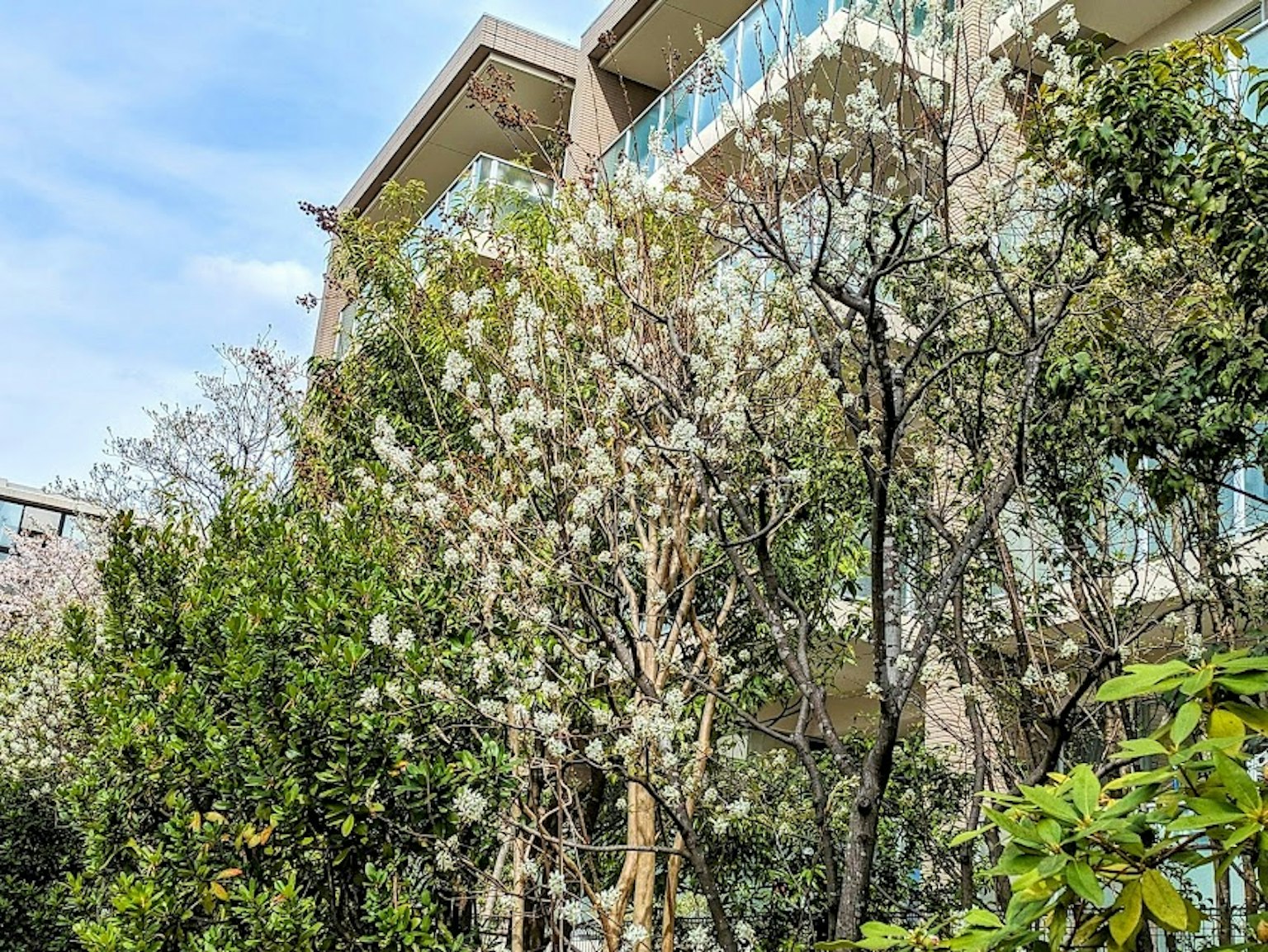 Pohon berbunga dengan bunga putih dekat bangunan modern