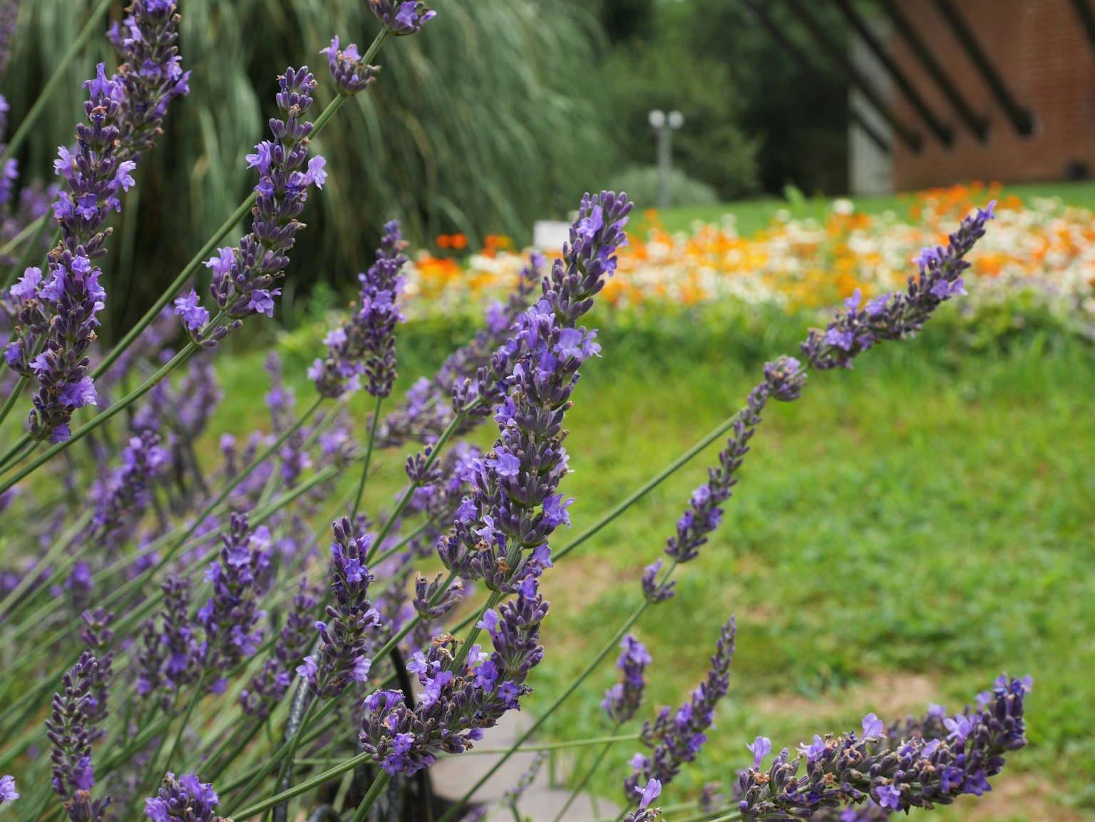 Bunga lavender mekar di taman