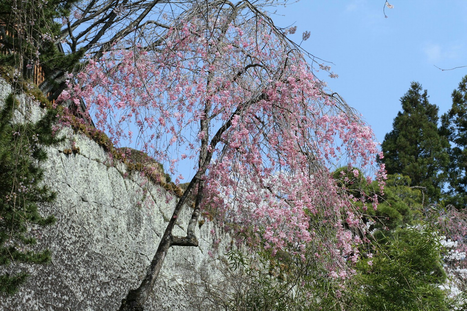 Cherry blossom tree blooming under a clear blue sky