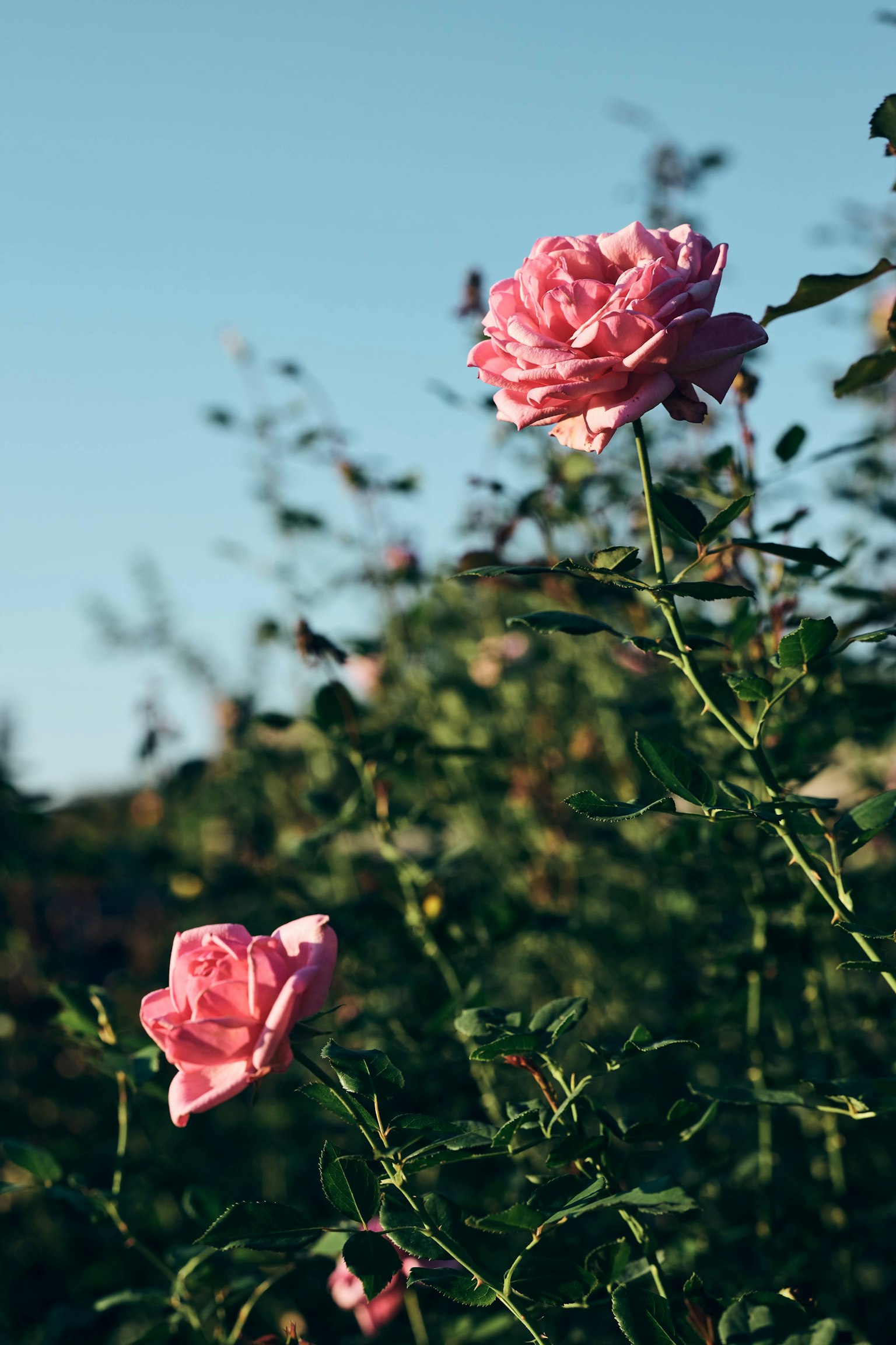 Rosa rosa che fiorisce sotto un cielo blu