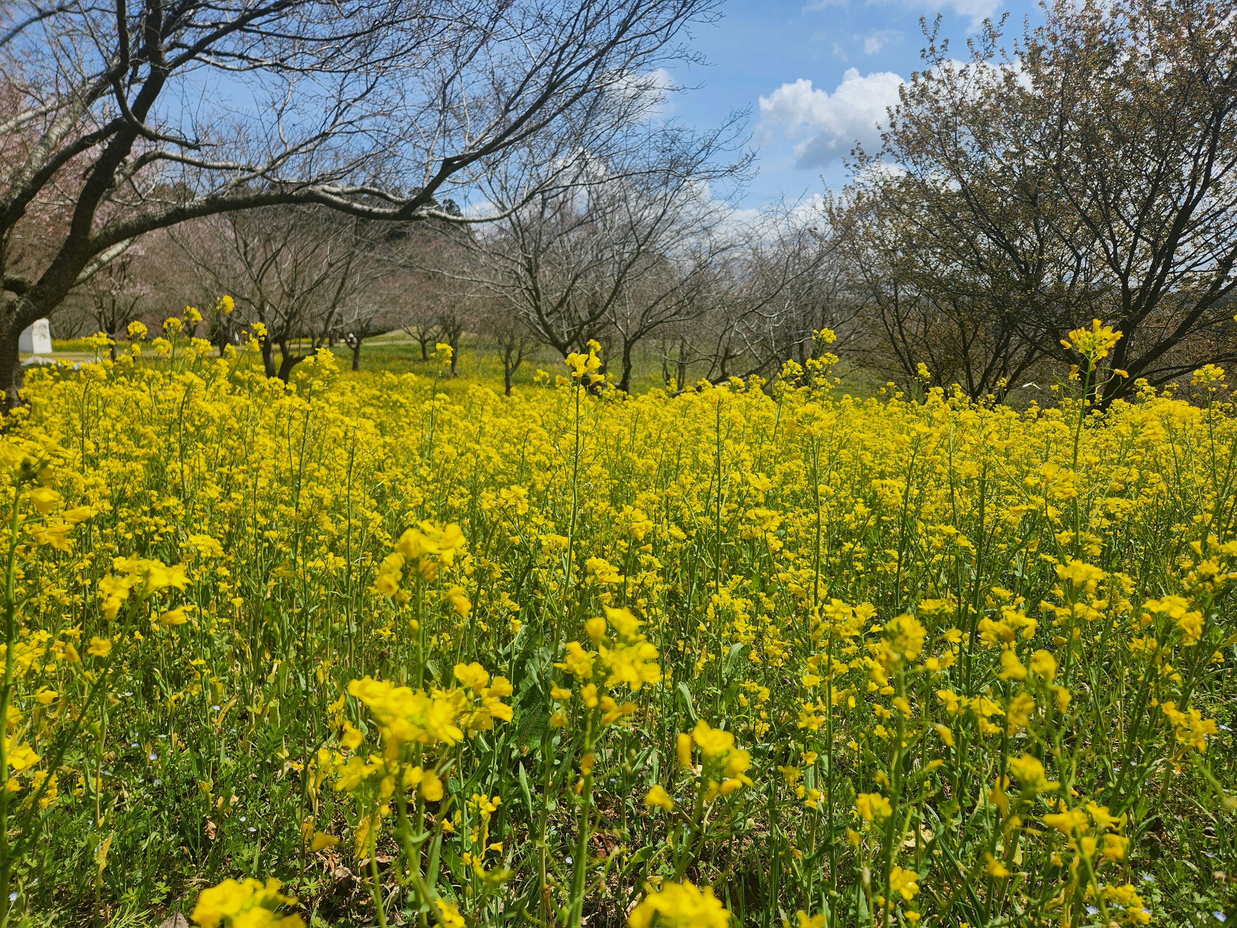 菜の花が広がる里山の春景色