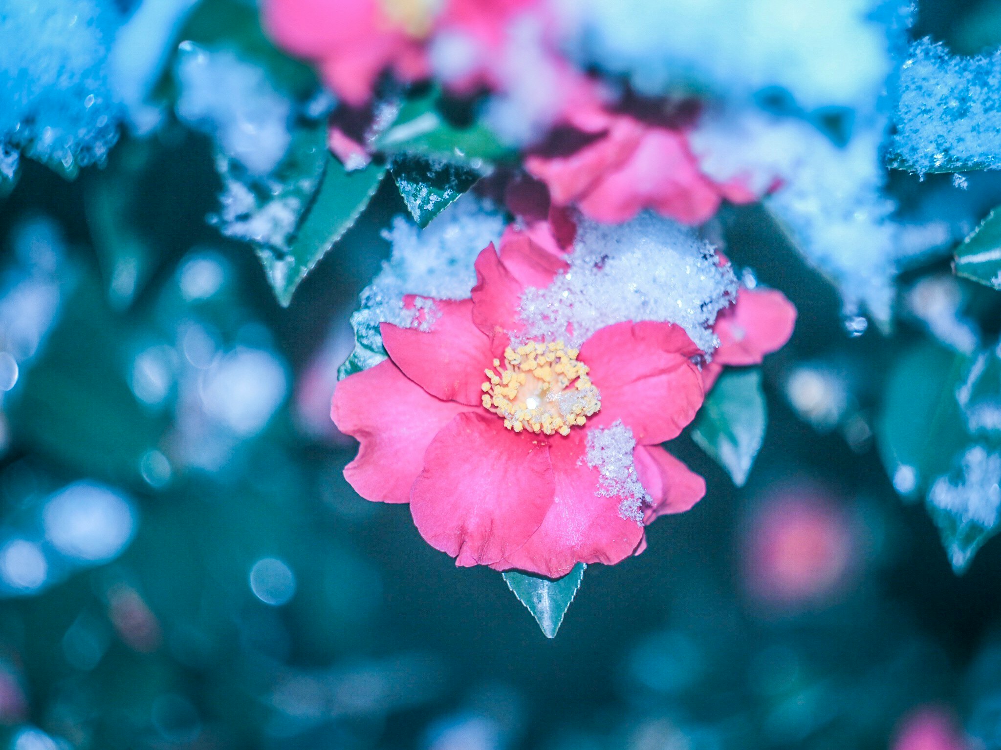 close-up of pink blossoms floating against a blue background