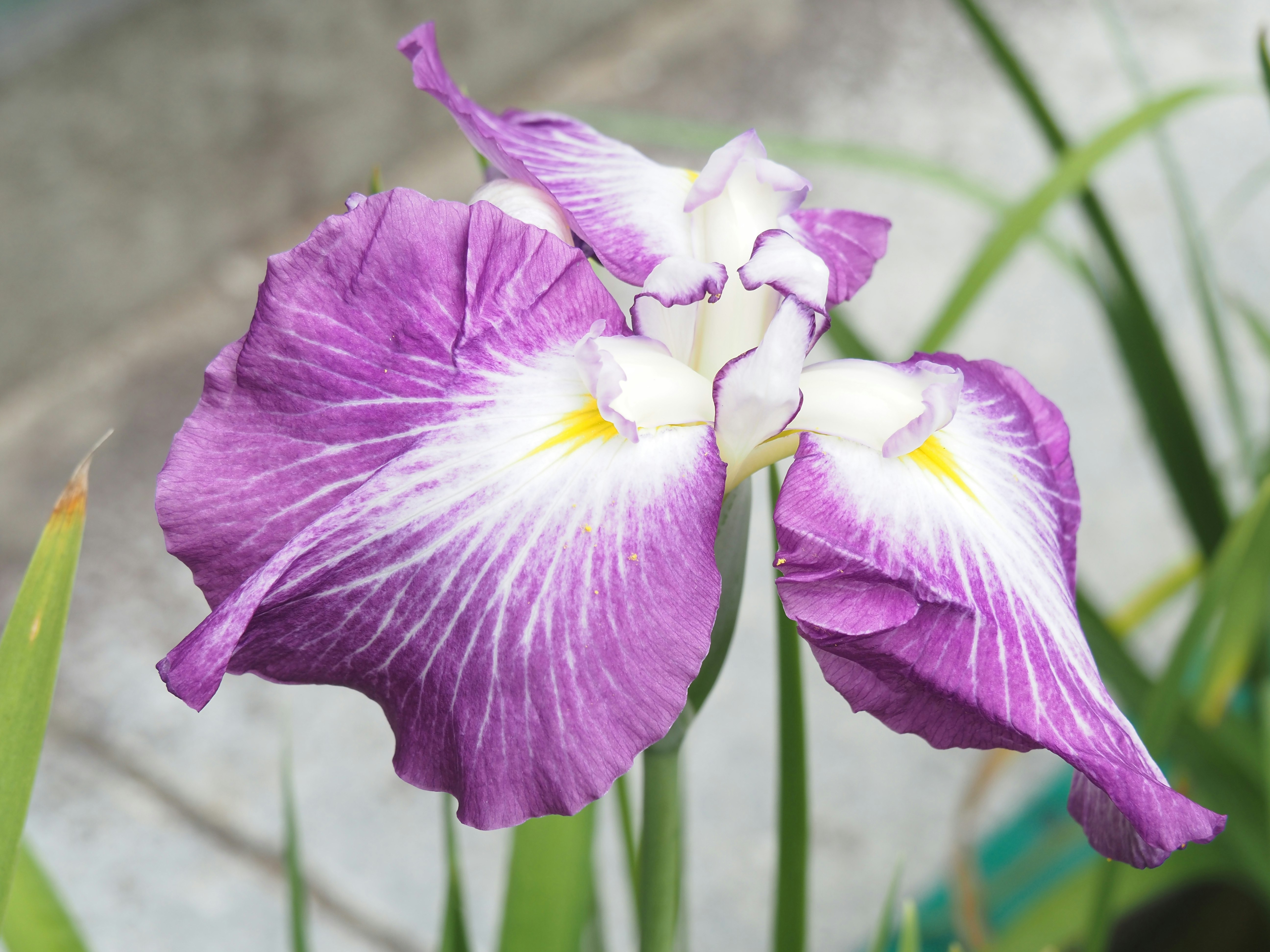 紫の花菖蒲のクローズアップ