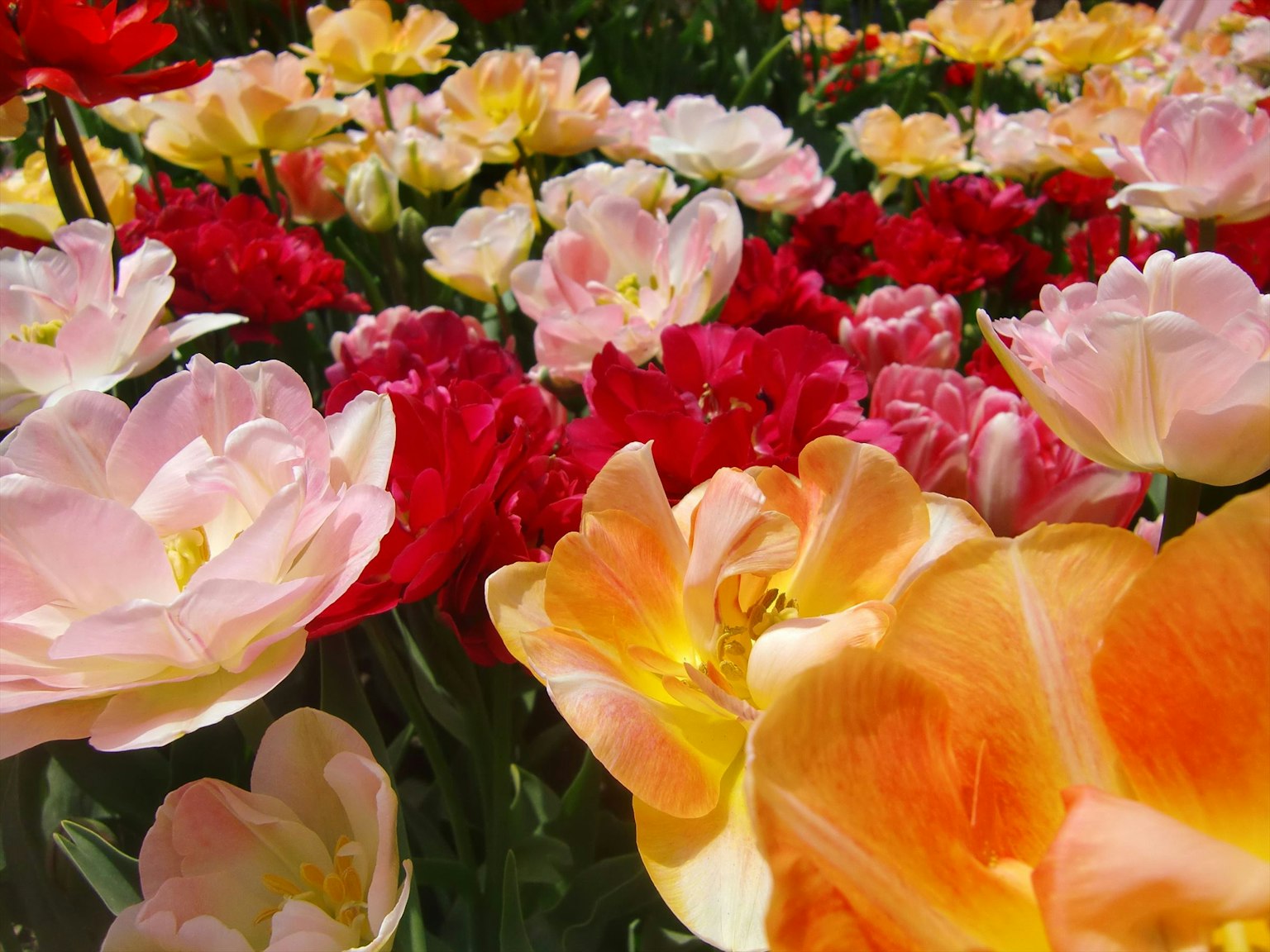 Un champ vibrant de tulipes de différentes couleurs y compris rouge rose et orange