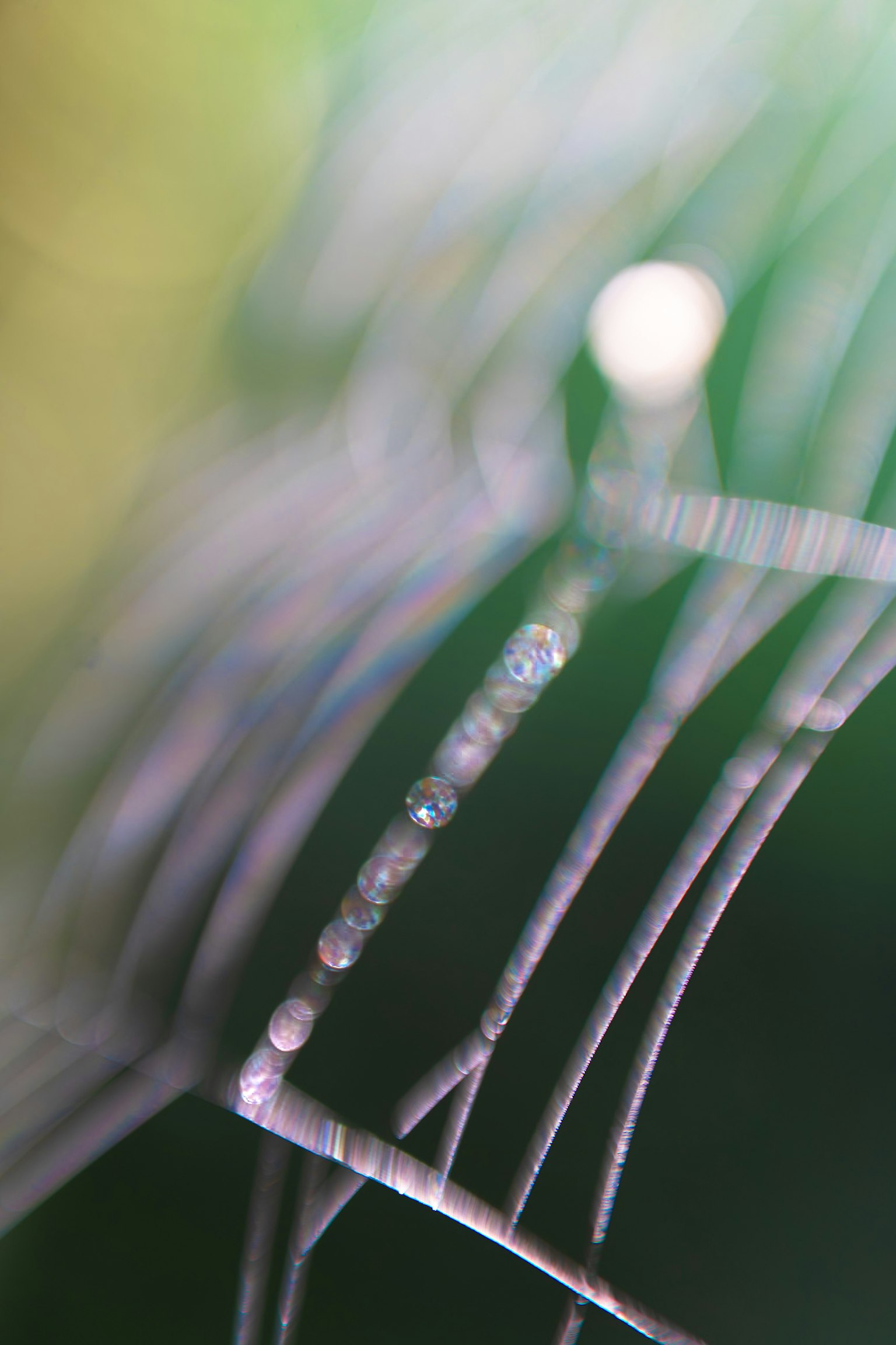 Close-up of a spider web with droplets on thin strands against a green background