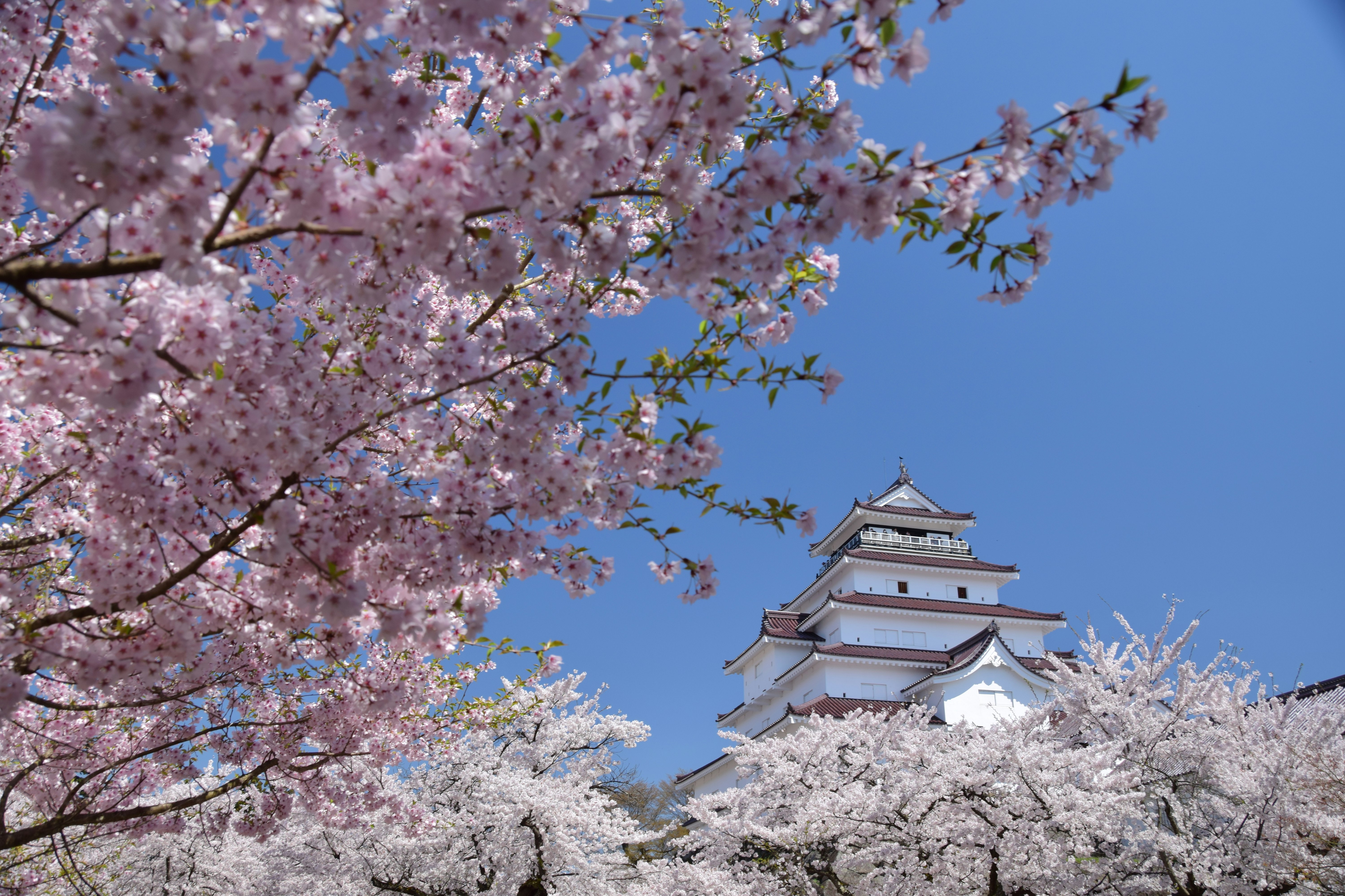 桜の花と鶴ヶ城の天守が青空に映える景色
