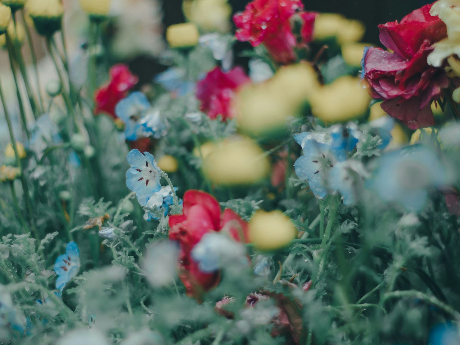 Vibrant garden scene with colorful flowers red and blue blooms mixed with prominent yellow flowers