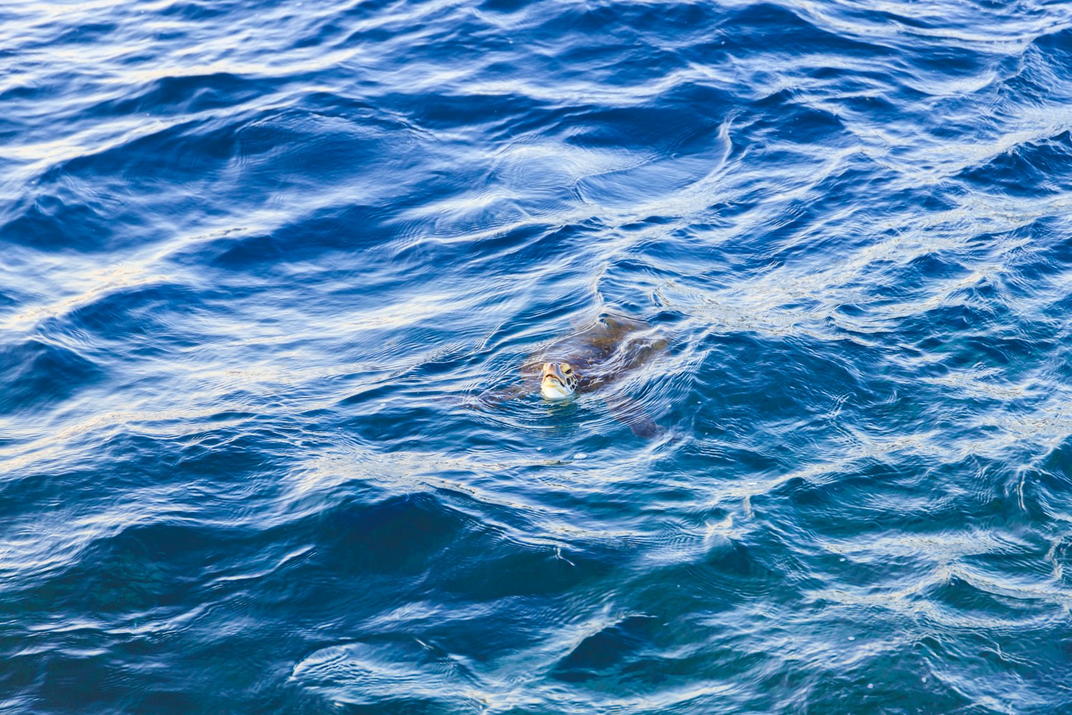 Kleines Wesen, das auf der Oberfläche des blauen Wassers schwimmt