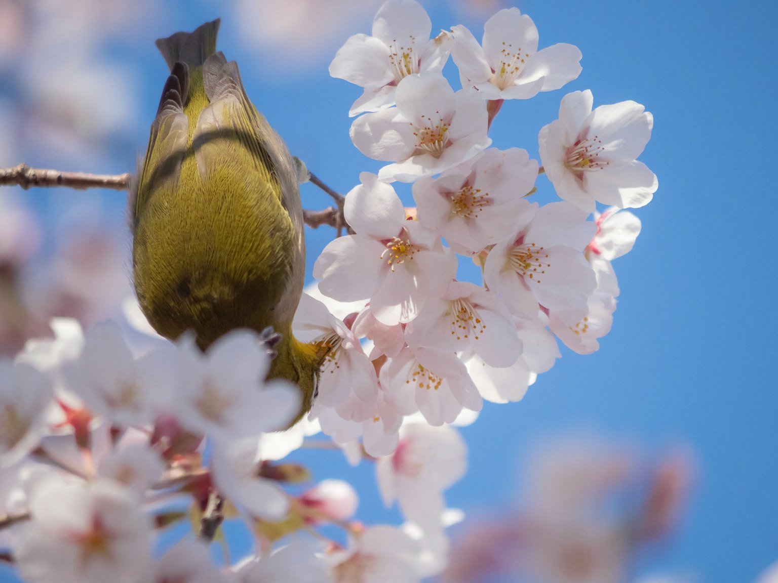 Un piccolo uccello appollaiato sui fiori di ciliegio contro un cielo azzurro luminoso