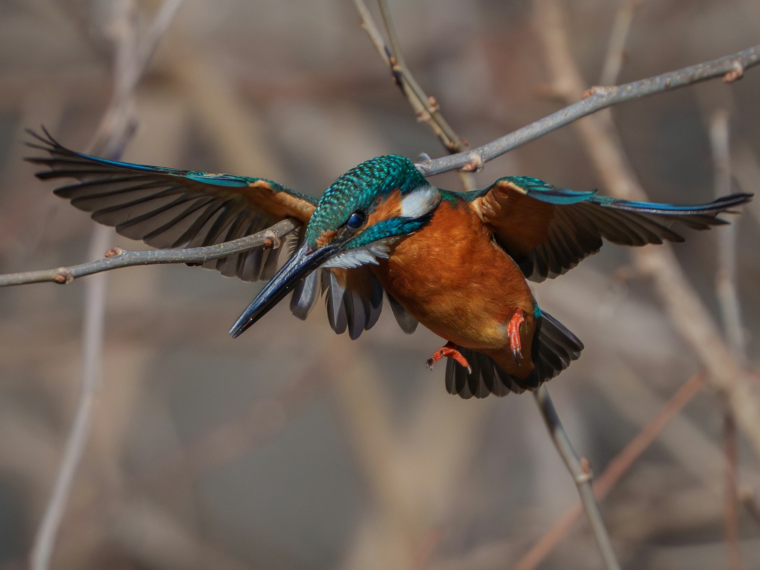 Un martin-pêcheur en vol montrant des ailes bleues vibrantes et un ventre orange